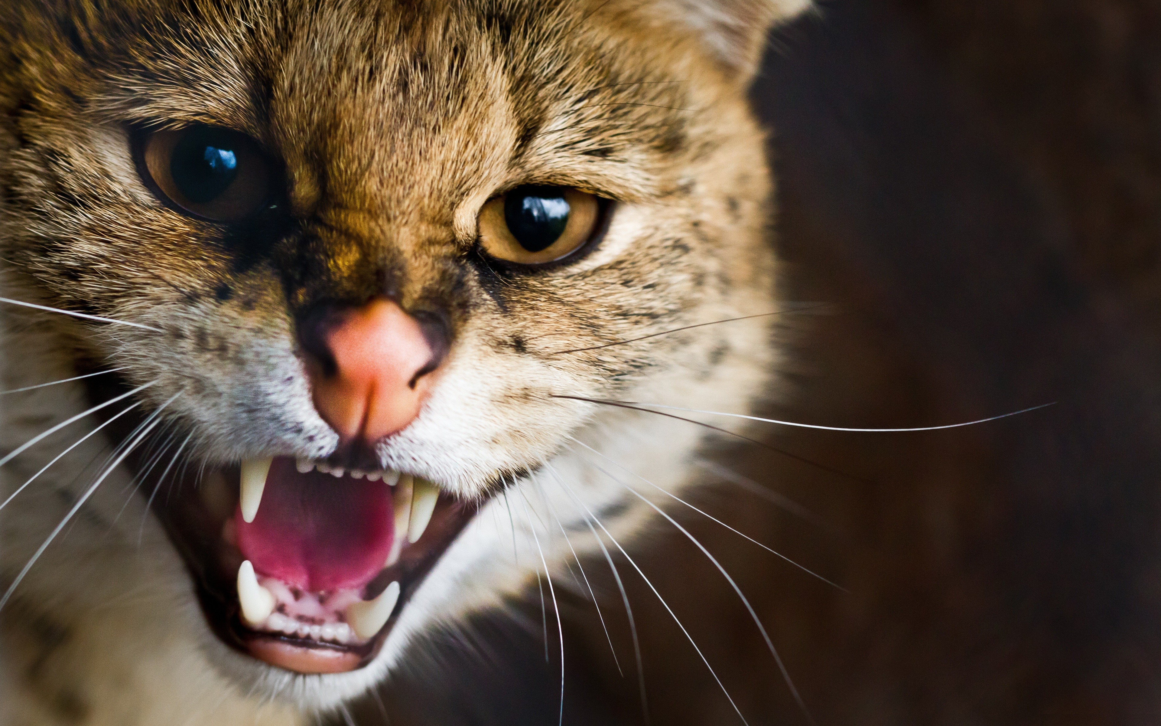 Close-up of a tabby cat hissing HD Wallpaper