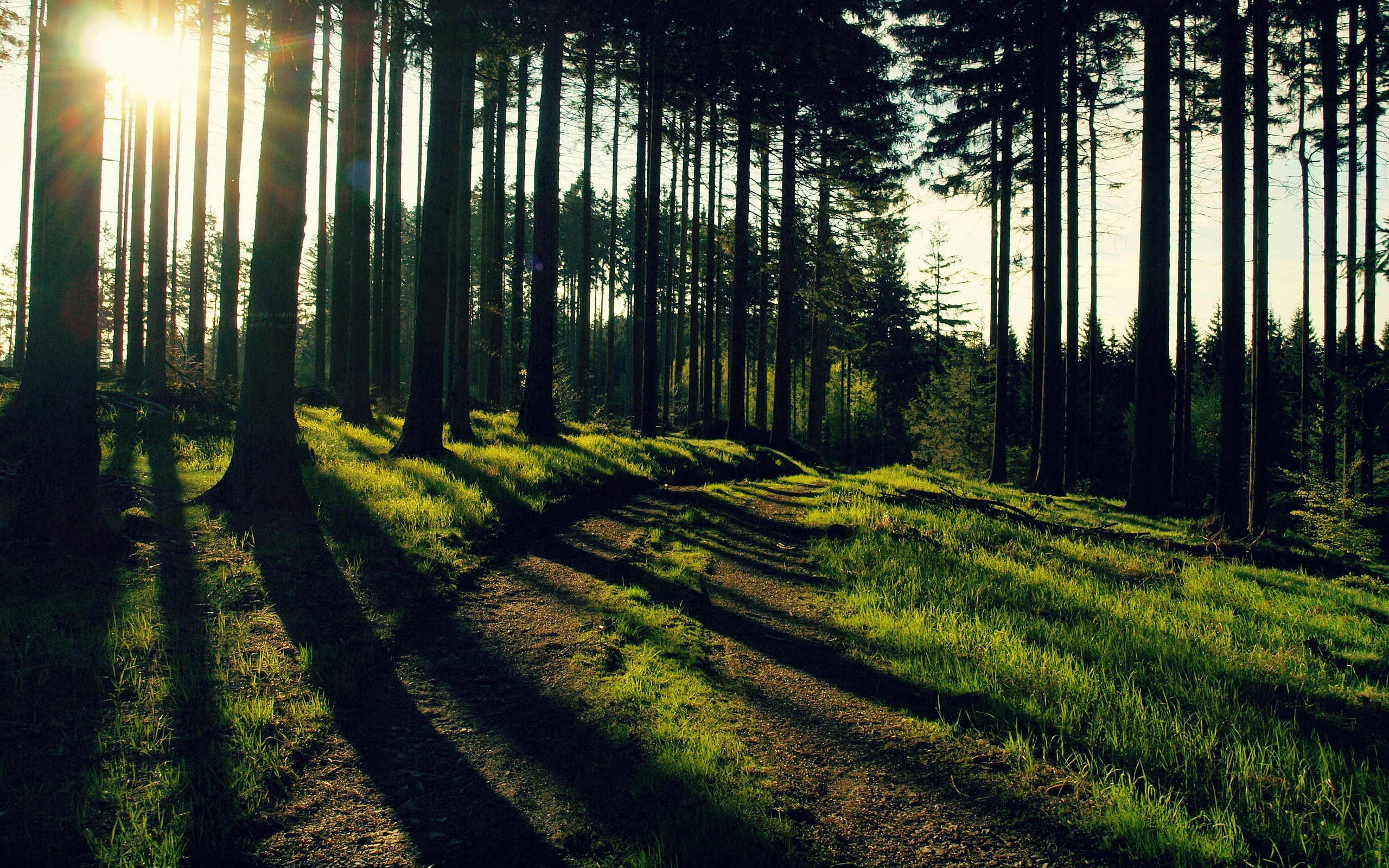 Sunlight filtering through a forest path HD Wallpaper