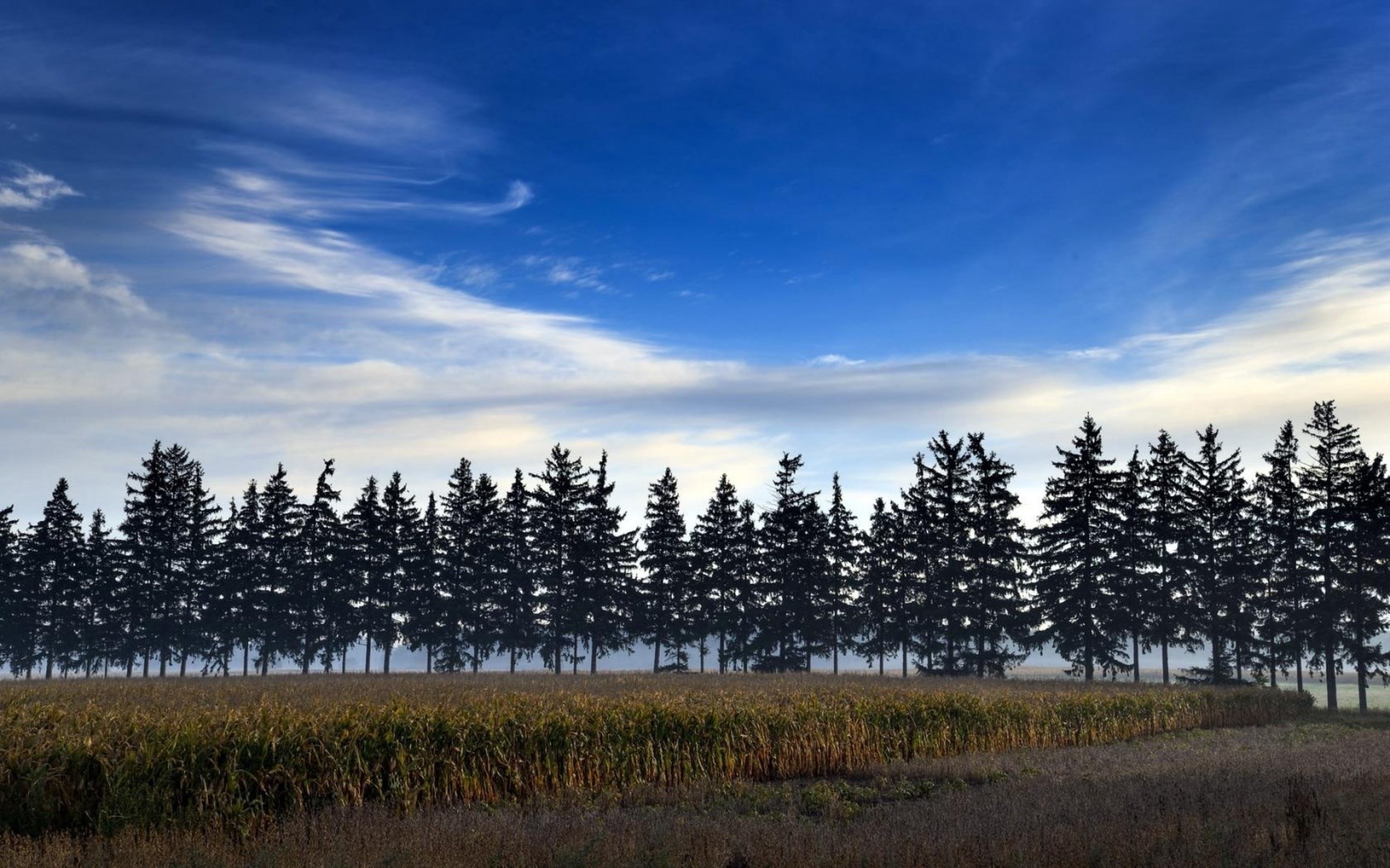 Silhouette of pine trees over a cornfield under a blue sky HD Wallpaper