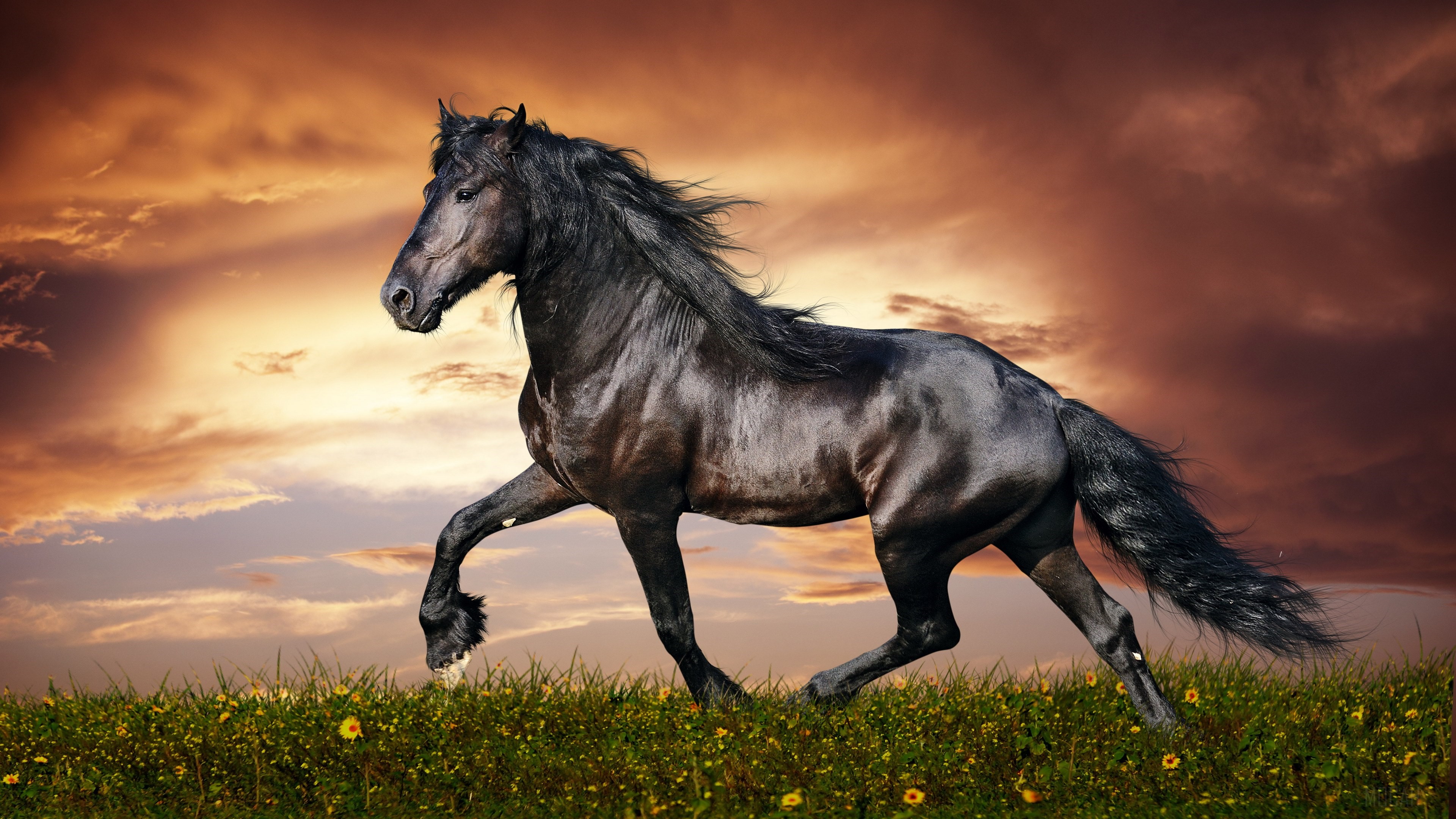 Black horse running in a field at sunset HD Wallpaper
