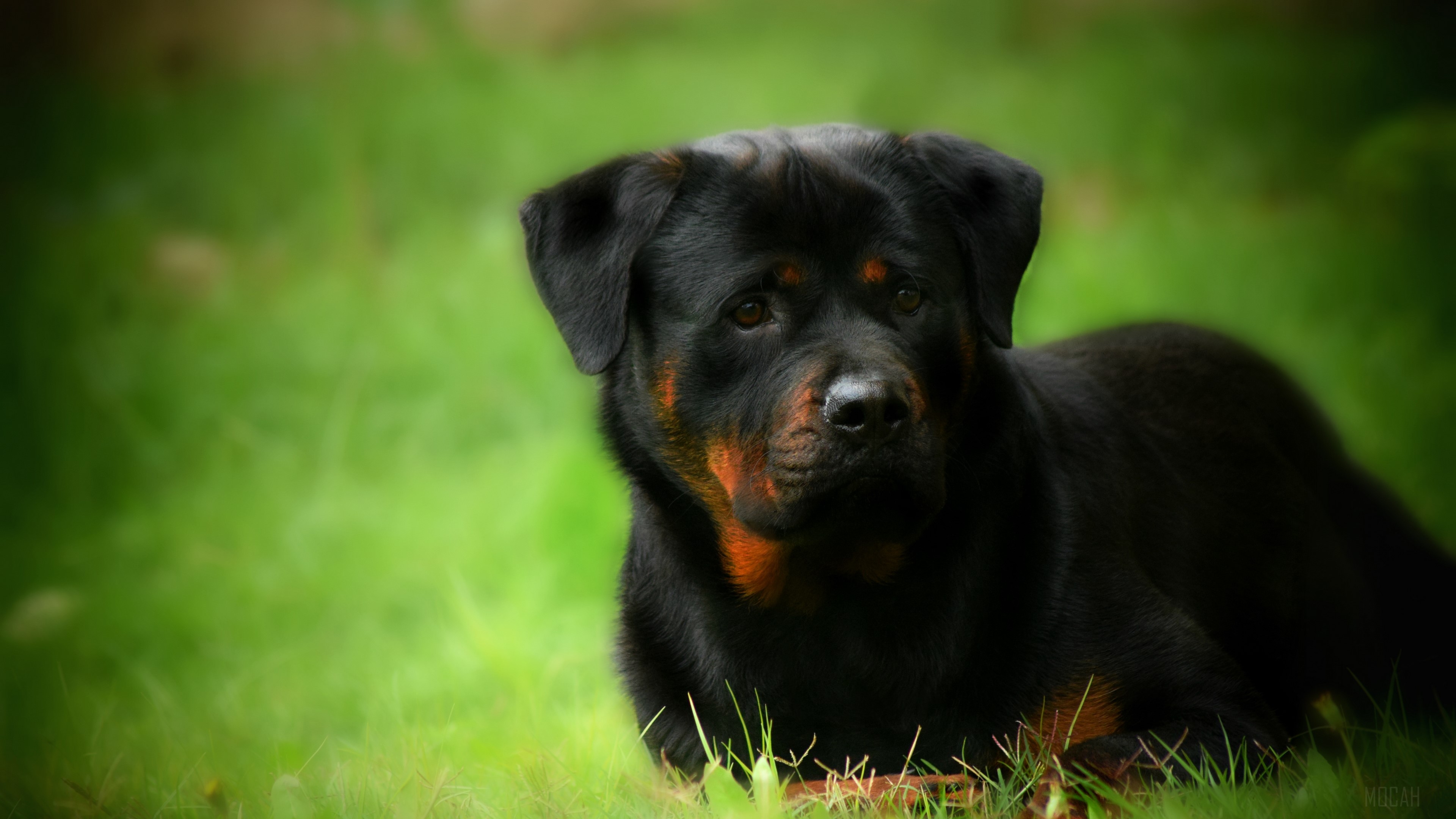 Rottweiler dog lying on grass HD Wallpaper