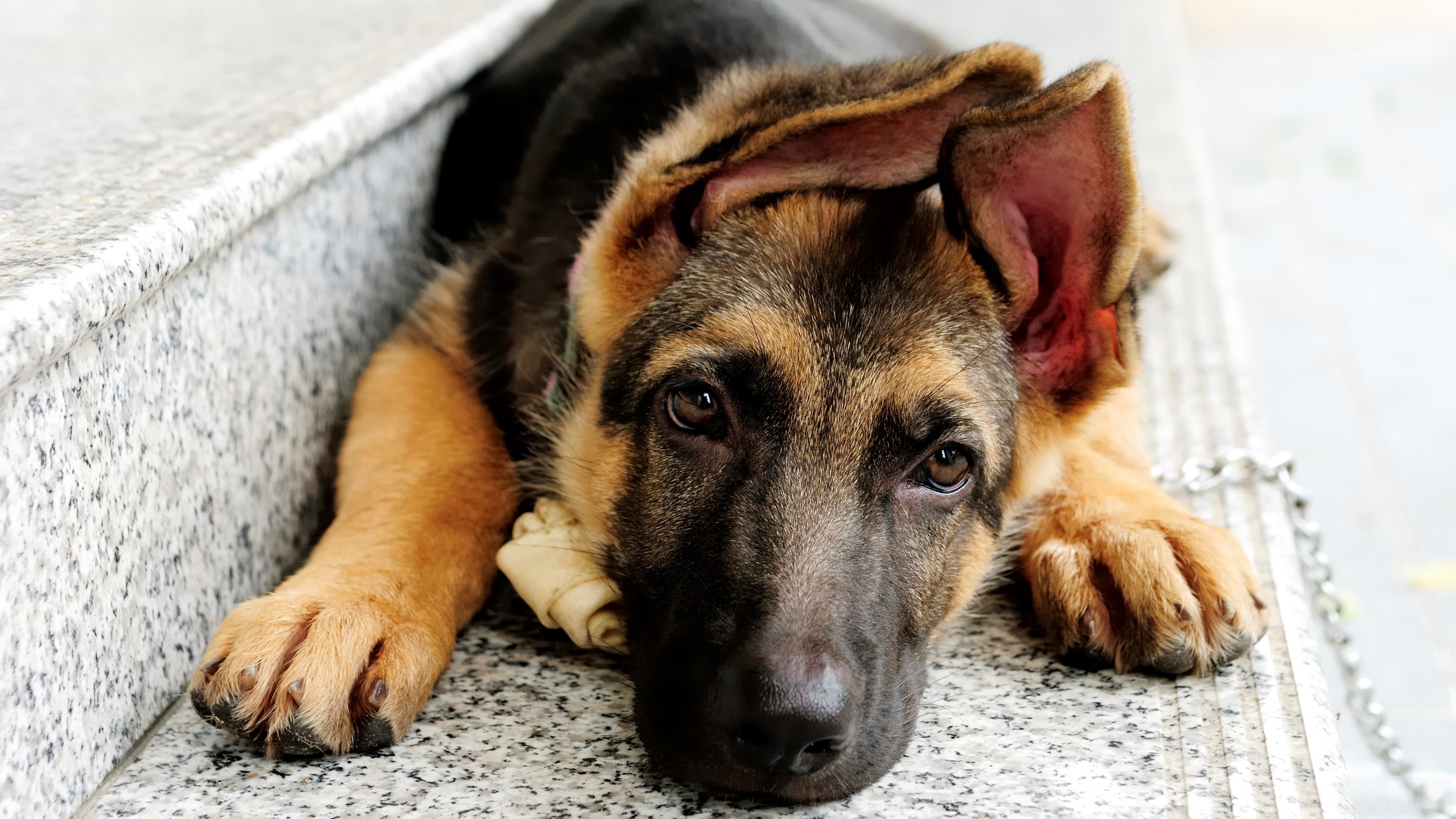 German Shepherd puppy lying down HD Wallpaper