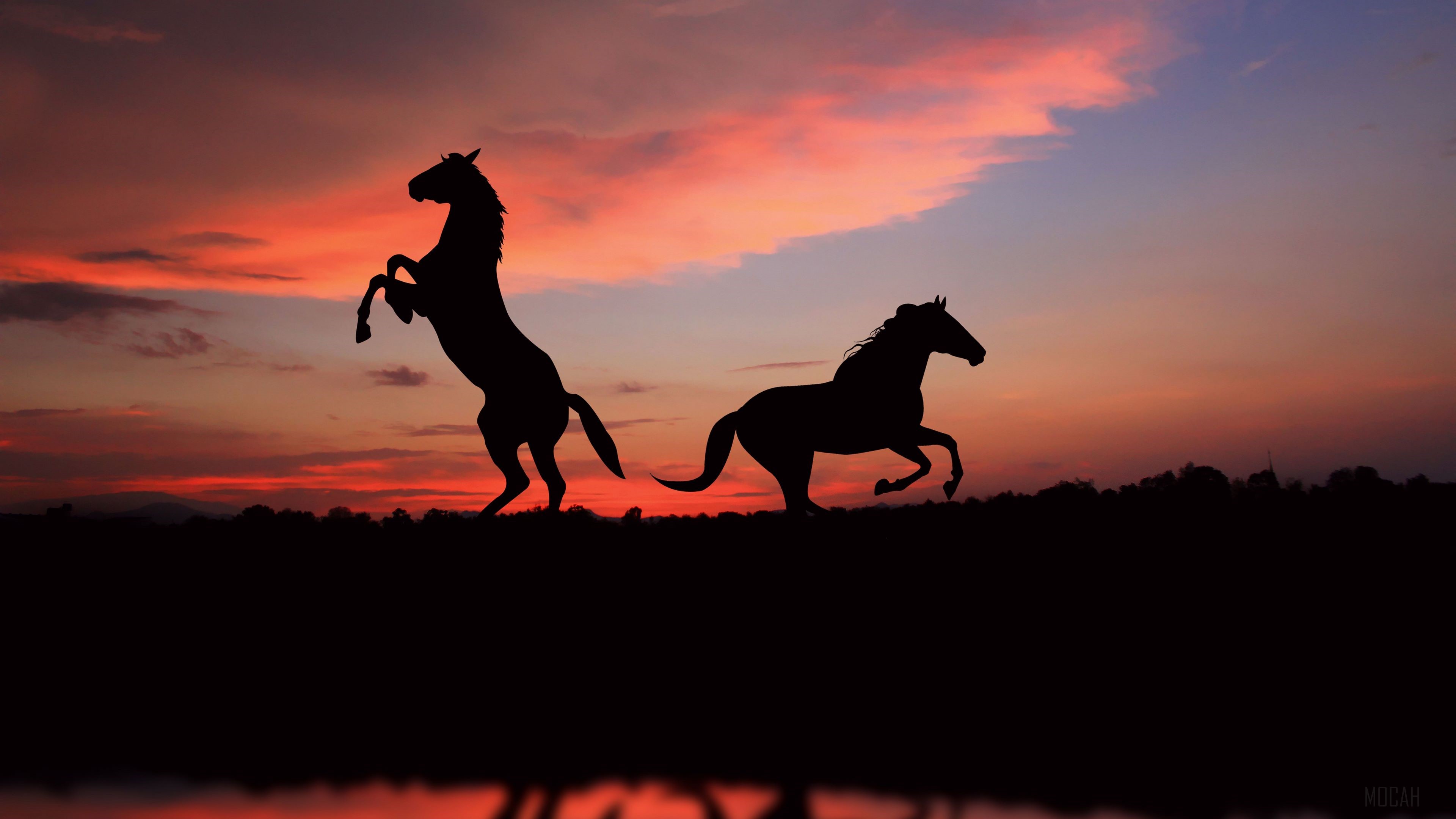Silhouette of two horses at sunset with reflection HD Wallpaper