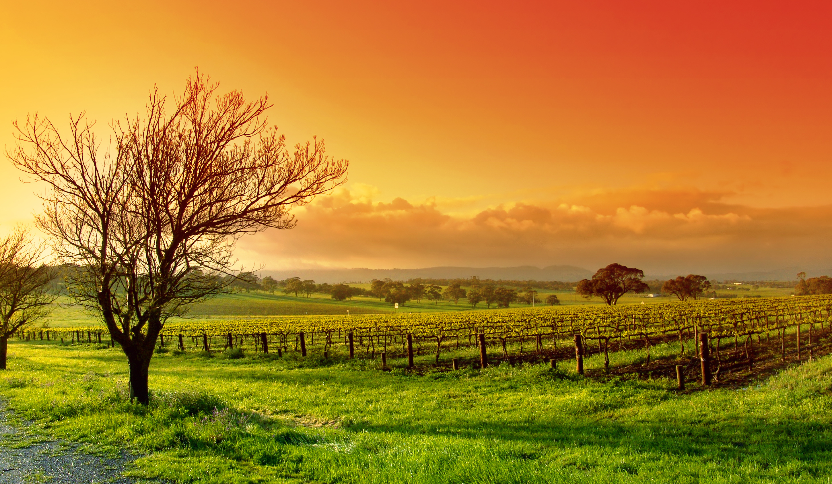Vineyard landscape at sunset with a bare tree HD Wallpaper