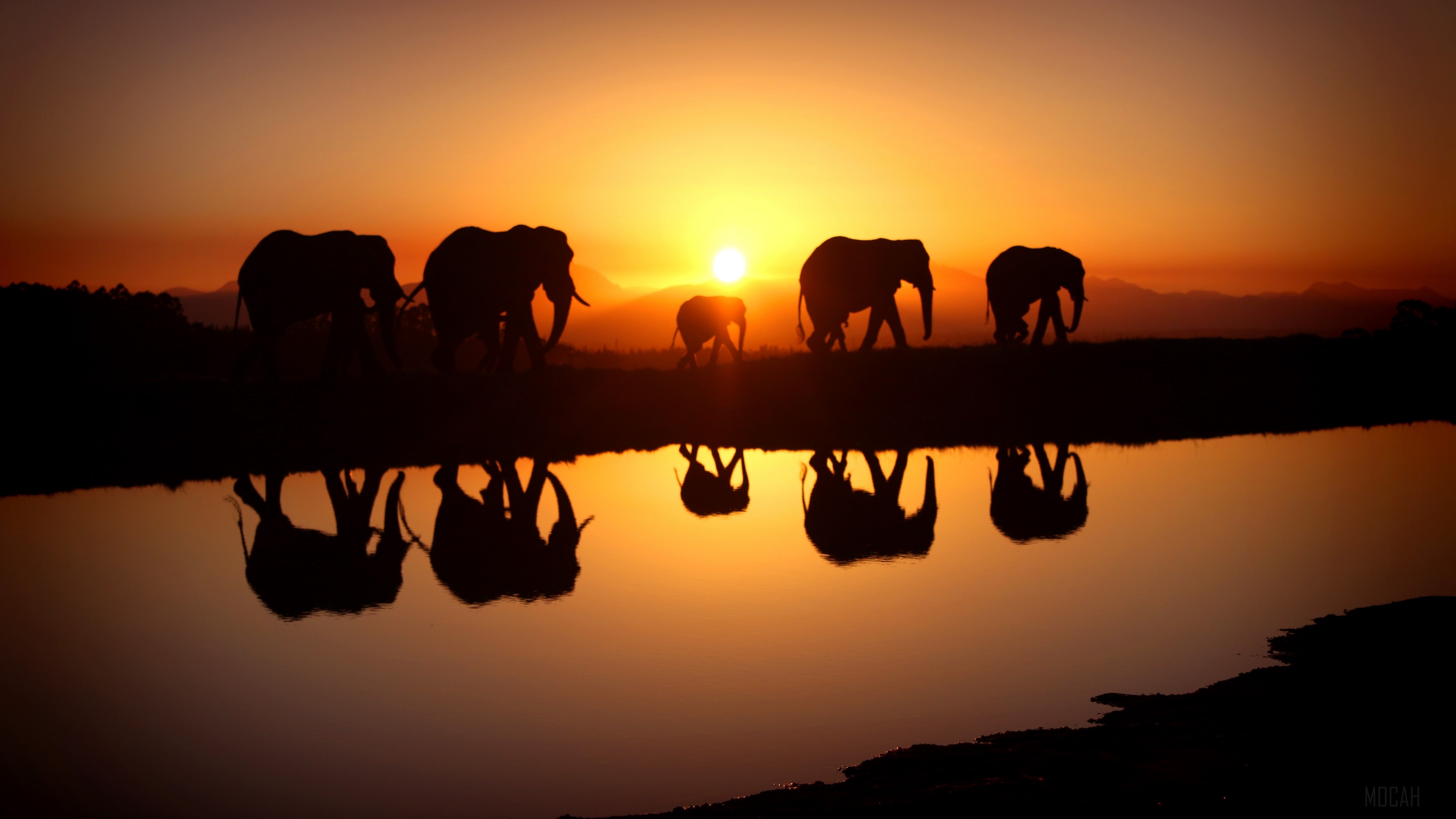 Elephants silhouetted at sunset reflected in water HD Wallpaper