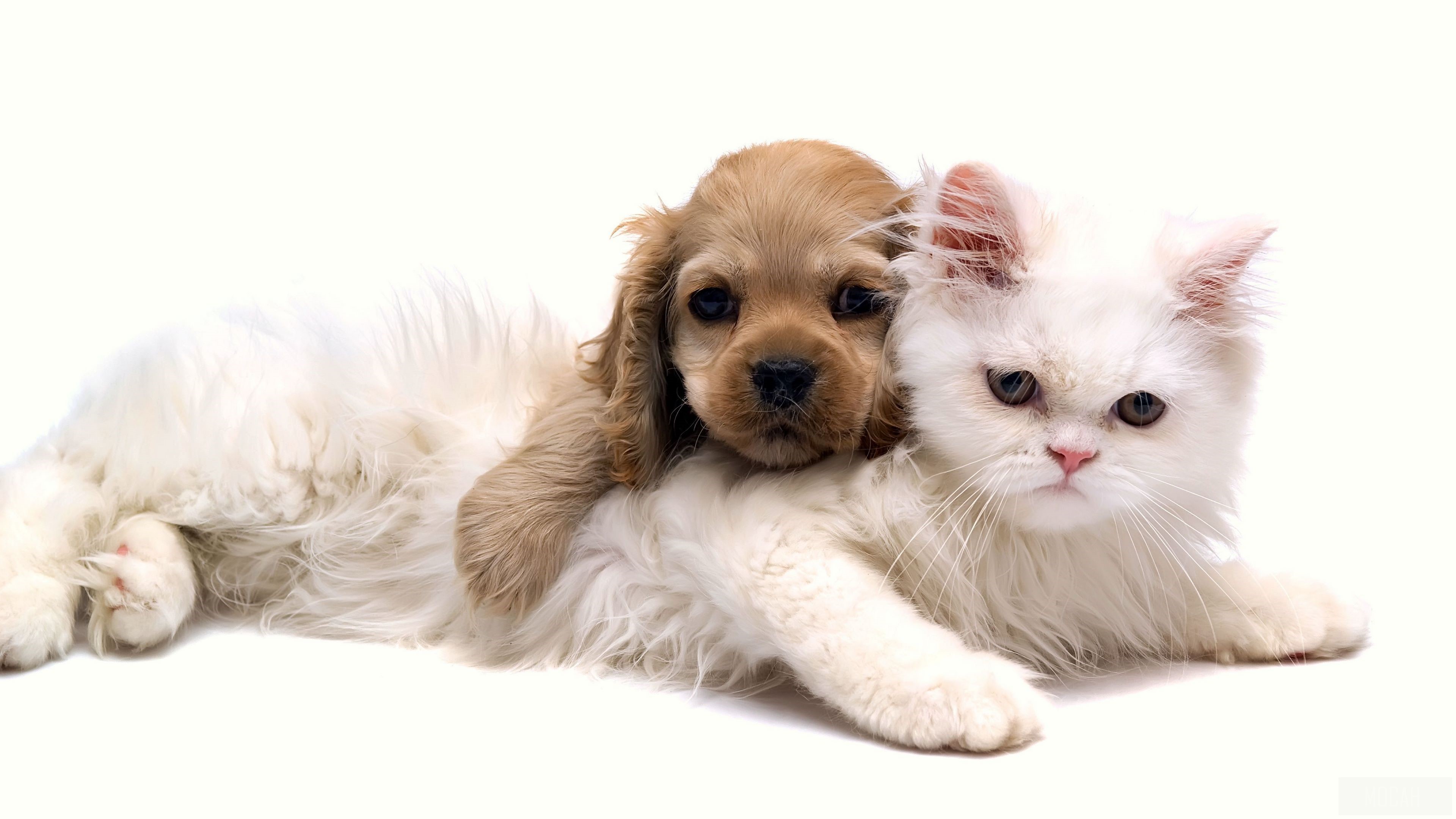 Puppy cuddling with a white Persian cat HD Wallpaper