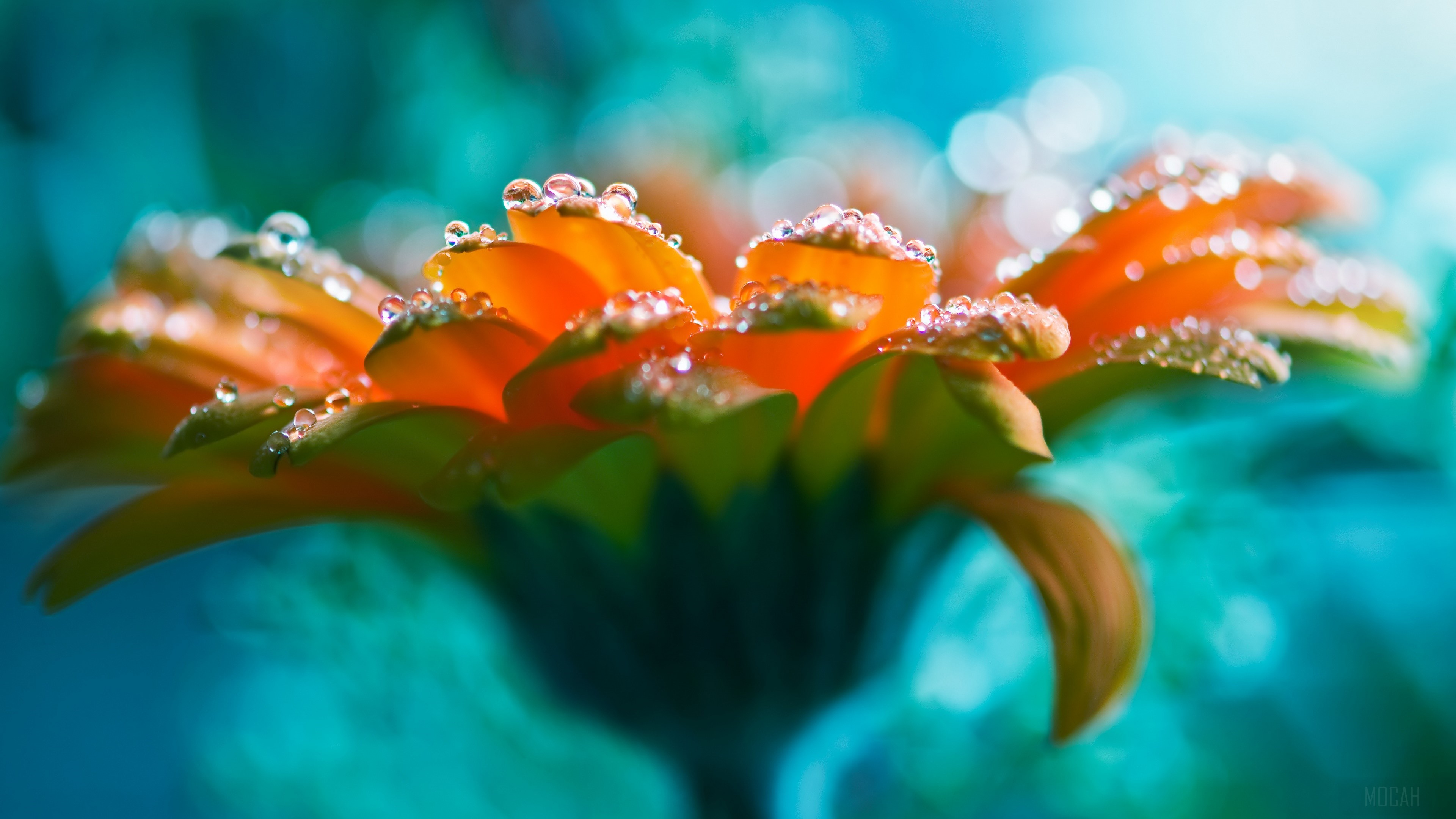 Orange gerbera daisy with water droplets HD Wallpaper