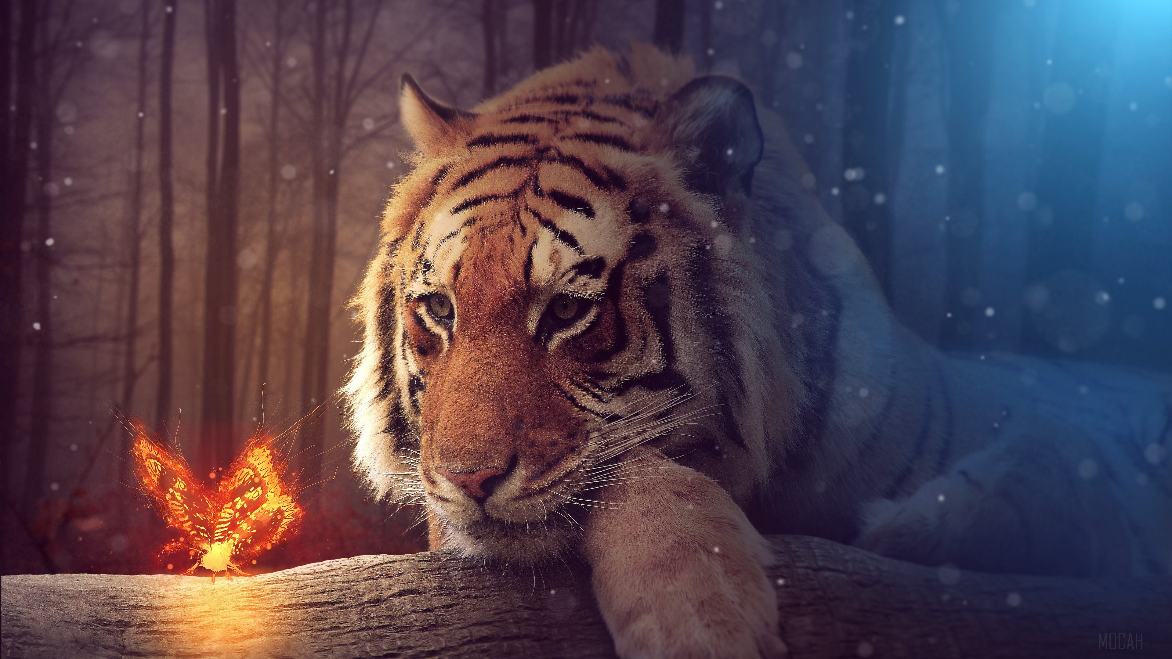 Tiger and glowing butterfly in forest HD Wallpaper