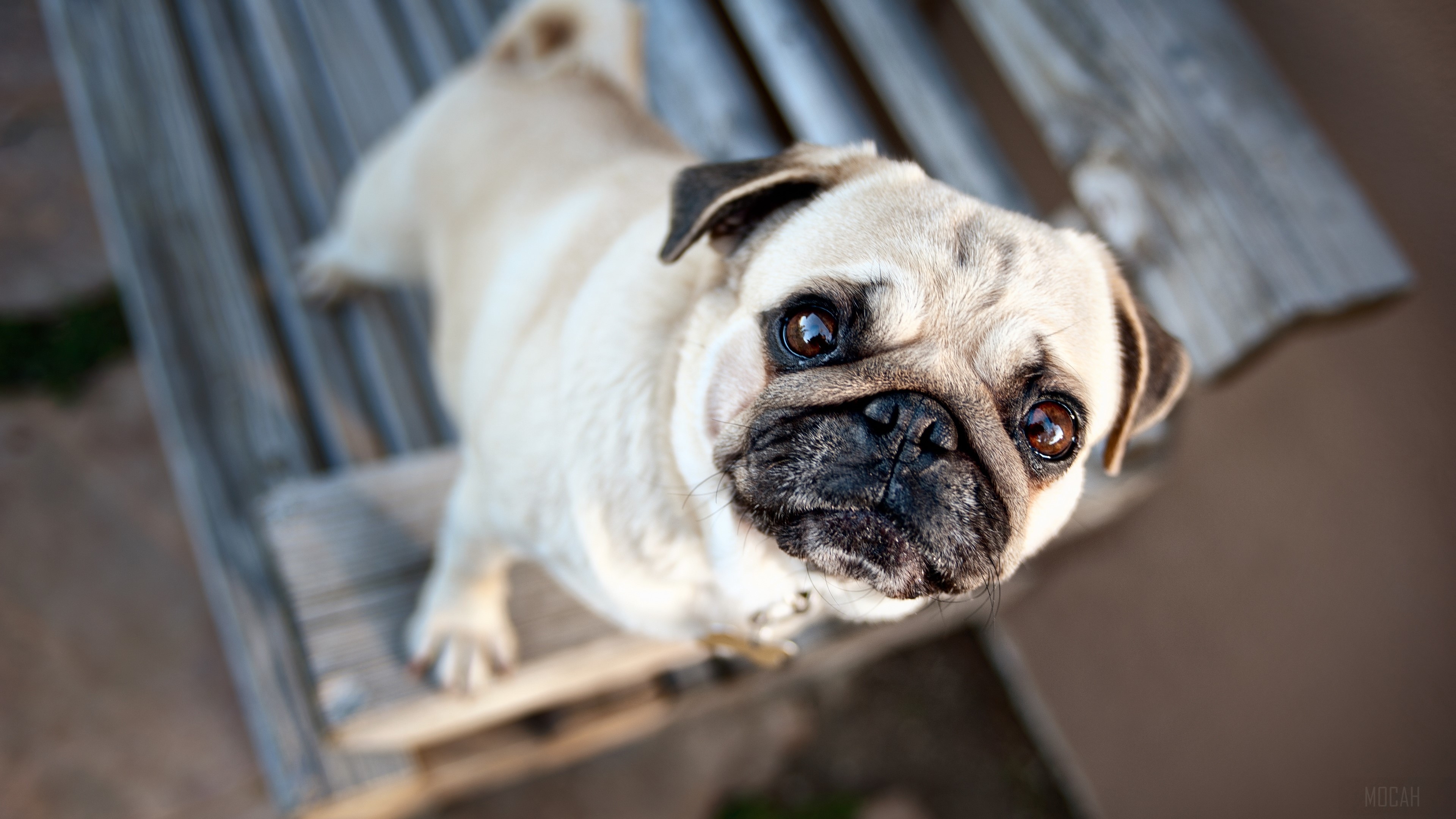 Pug sitting on a wooden bench HD Wallpaper
