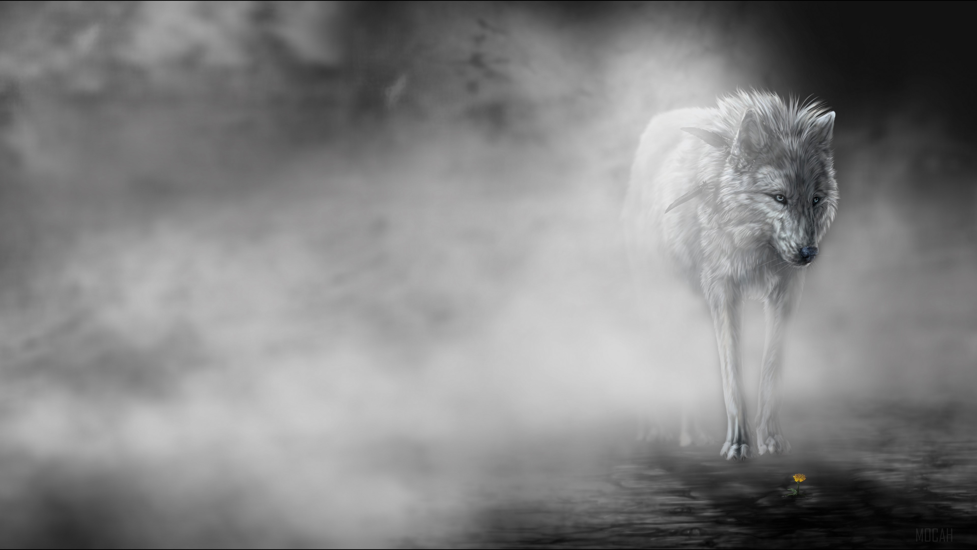 White wolf in fog with a small flower HD Wallpaper