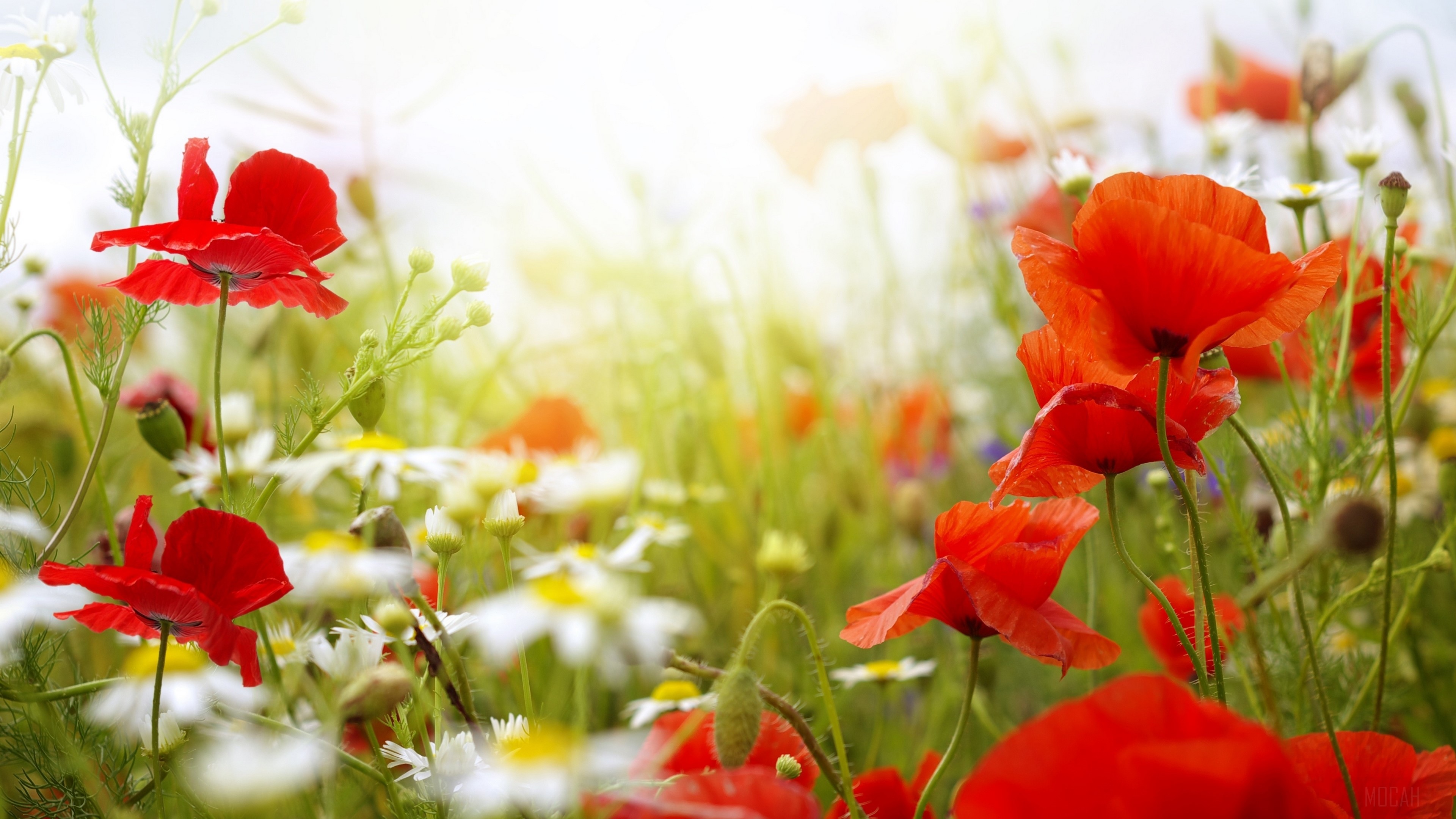 Field of Red Poppies and Daisies 4K HD Wallpaper