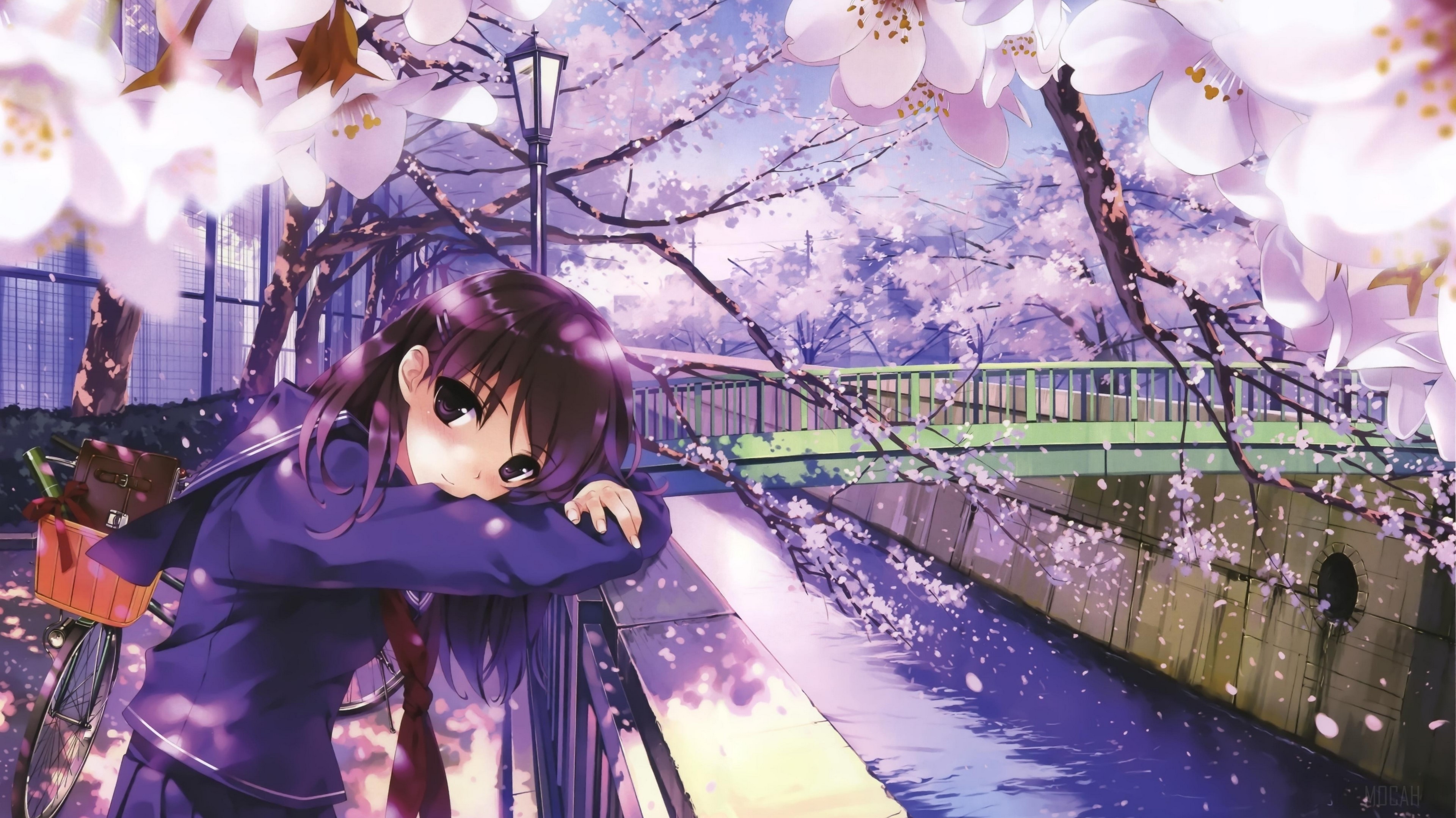 Girl in uniform by cherry blossom river 4K HD Wallpaper