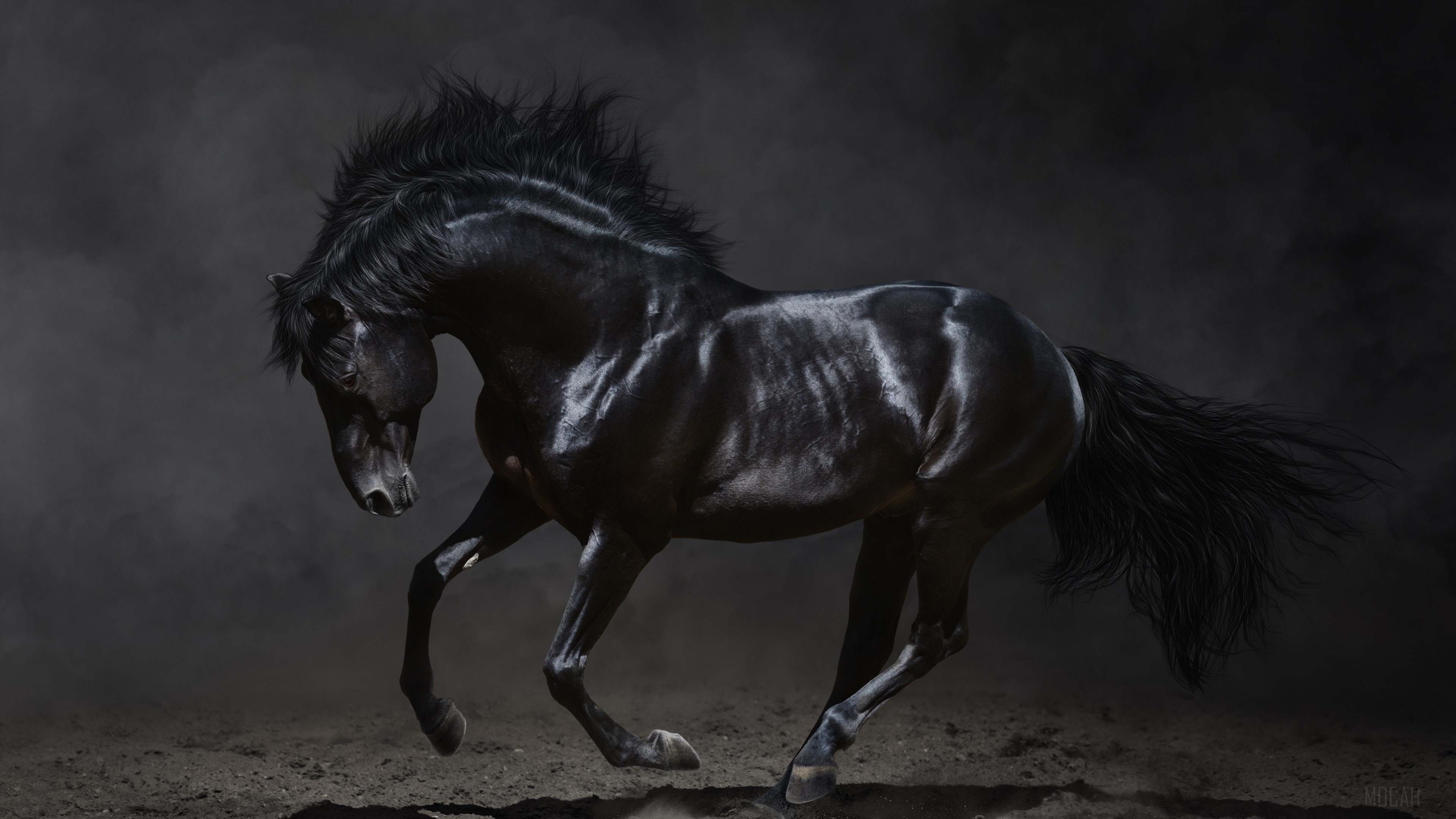 Black horse running in dust HD Wallpaper