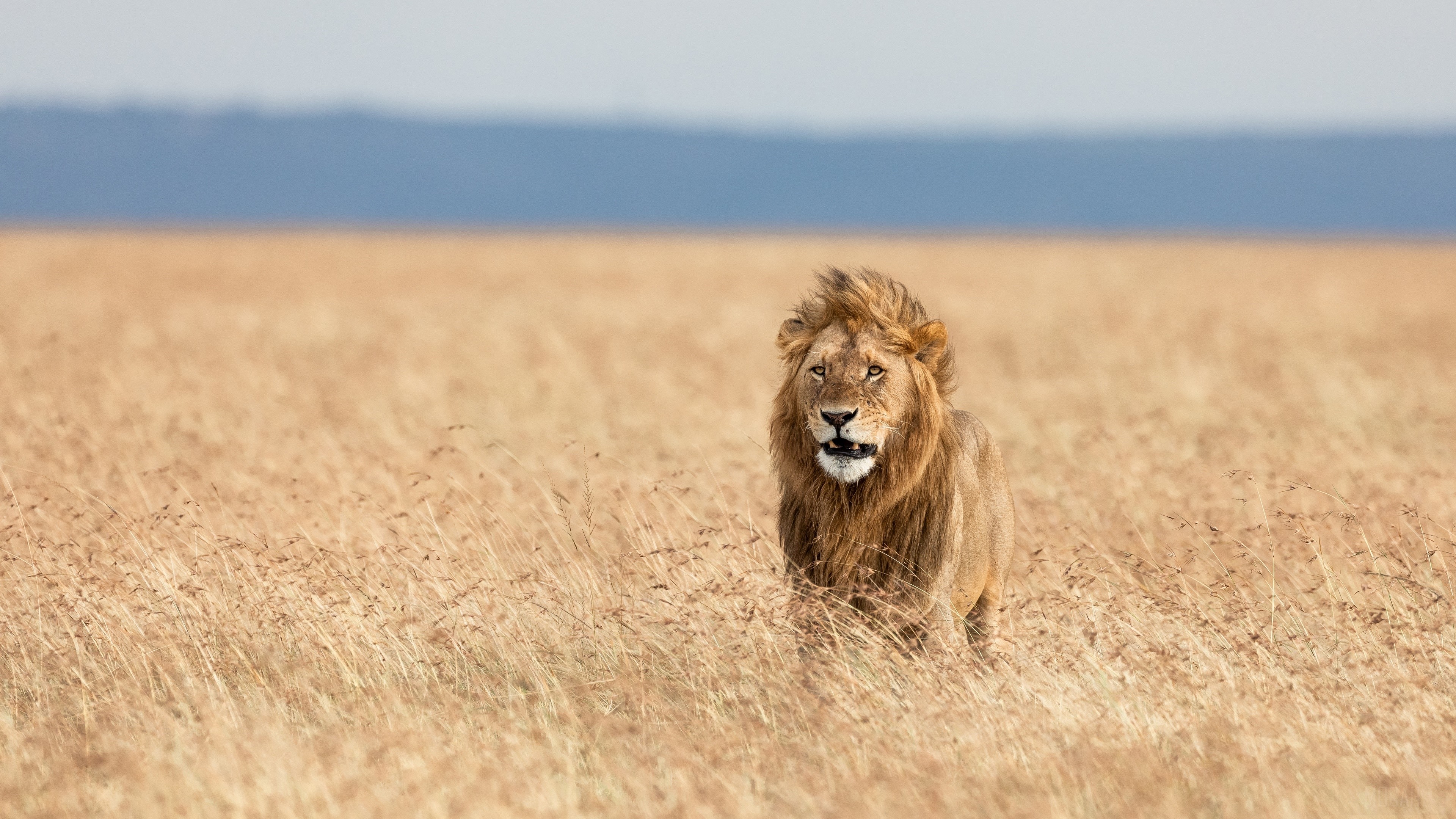 Lion in a dry grassy field HD Wallpaper