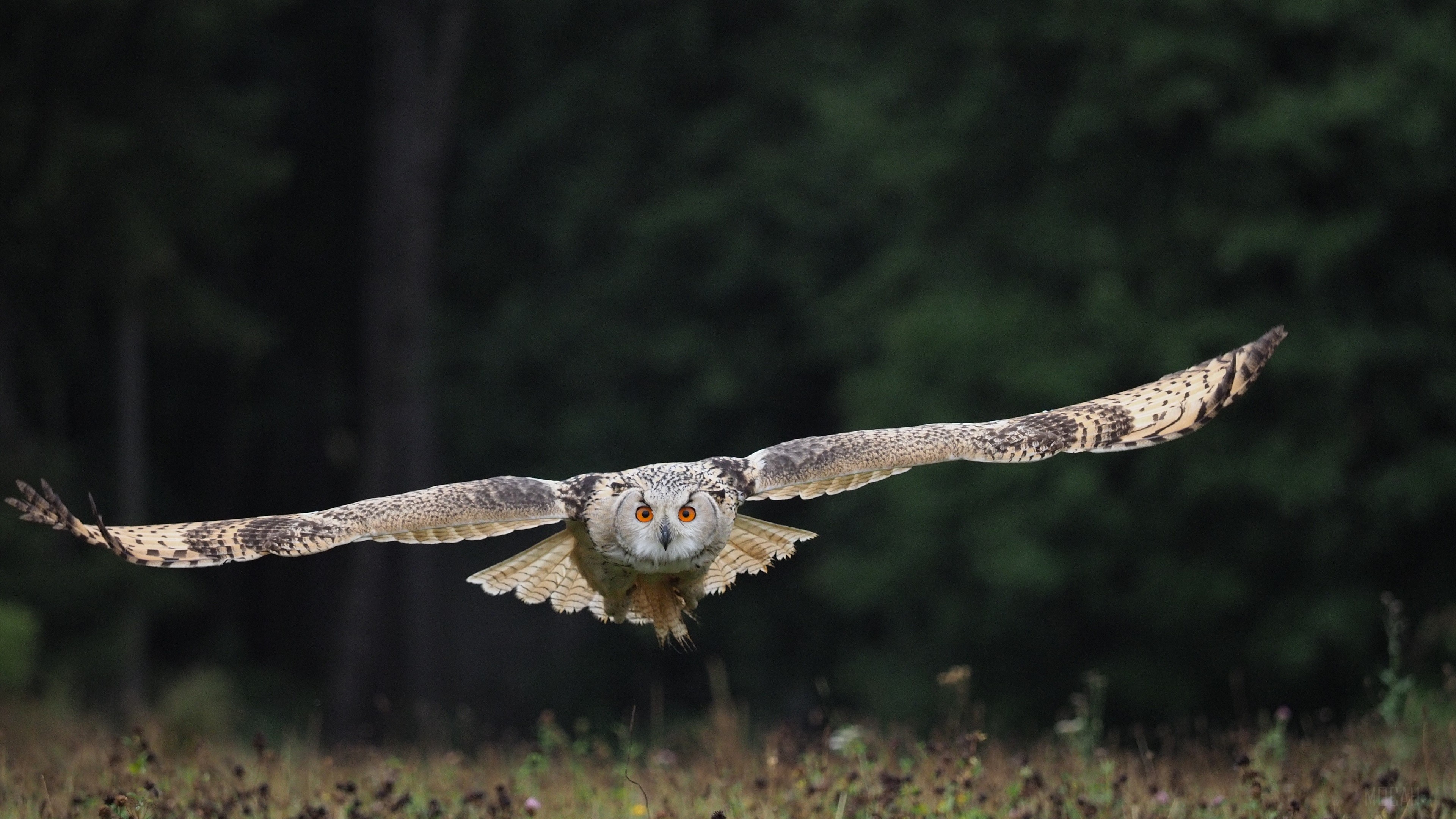 Eurasian Eagle Owl in flight HD Wallpaper