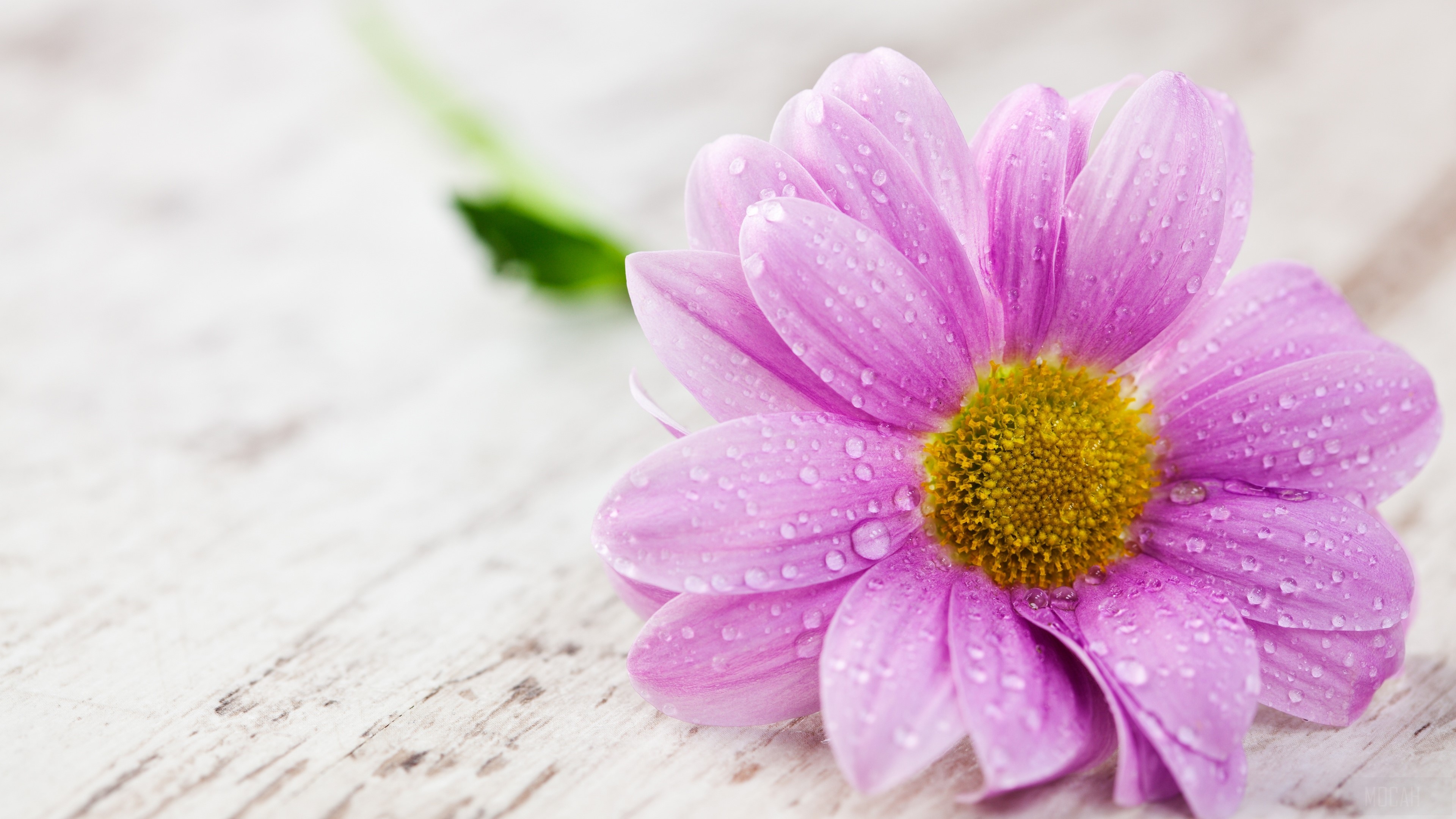 Pink daisy with water droplets on wooden surface HD Wallpaper