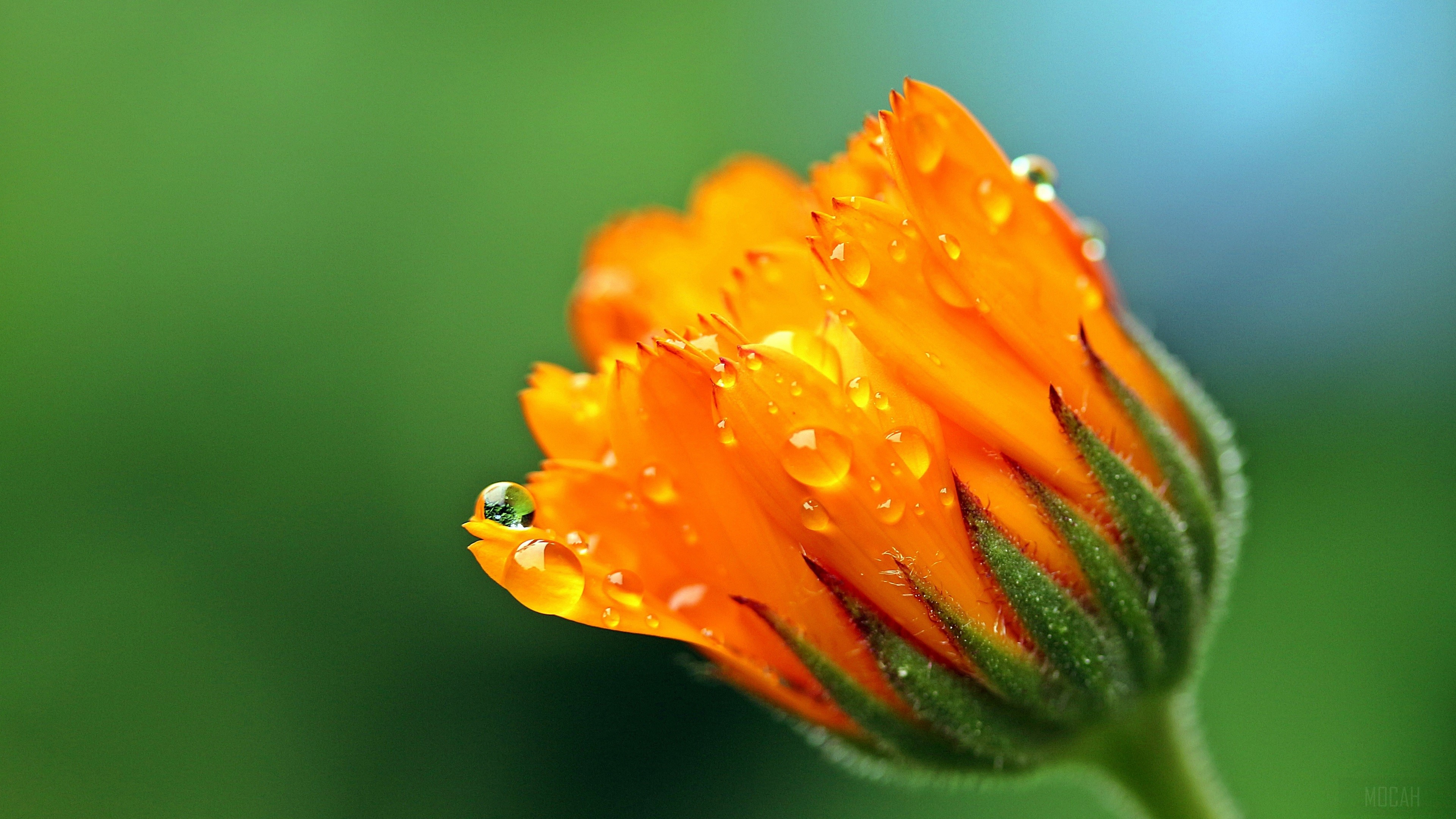 Macro Close-up of Marigold with Water Drops HD Wallpaper