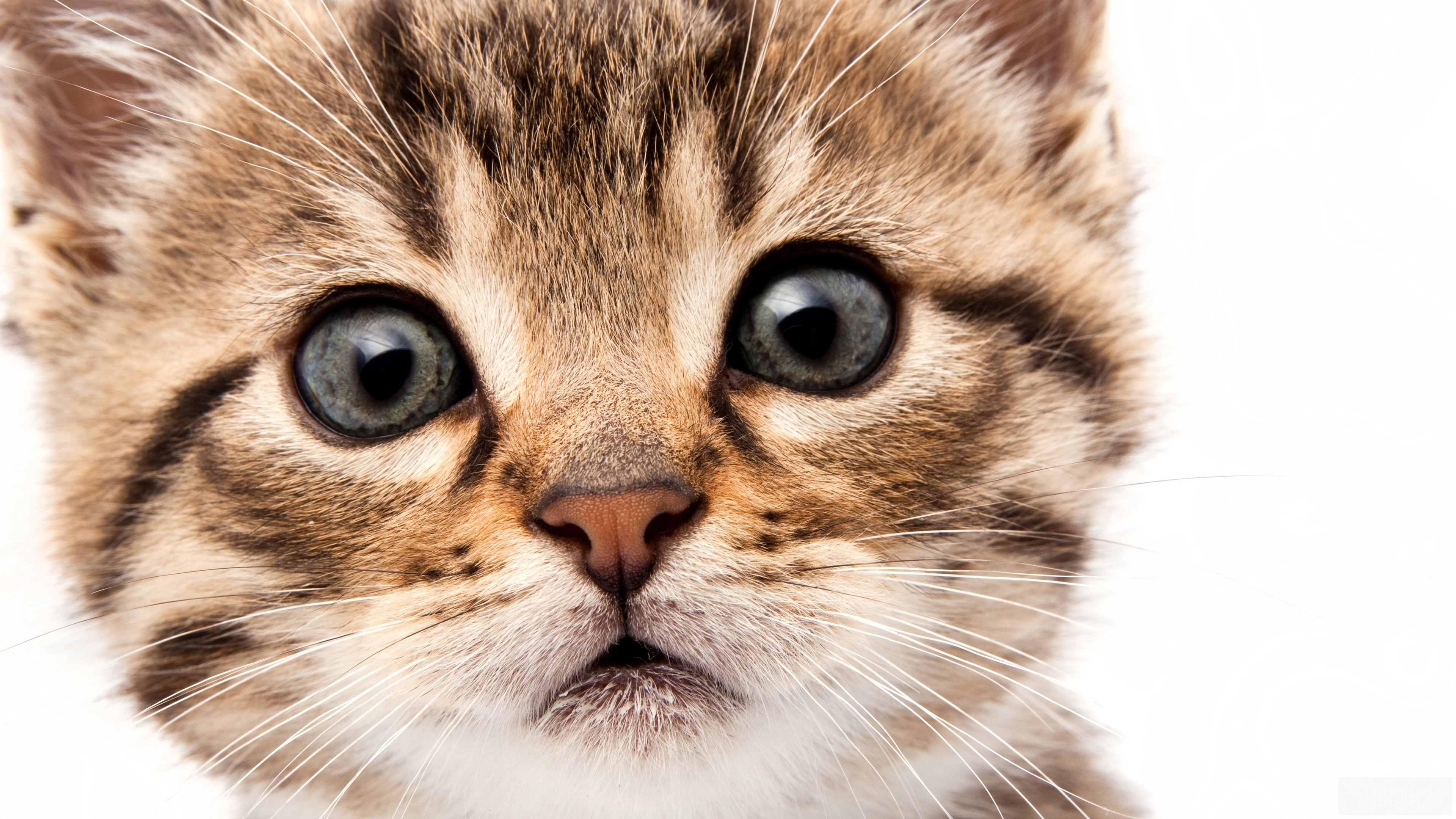 Cute Kitten 4K HD Wallpaper