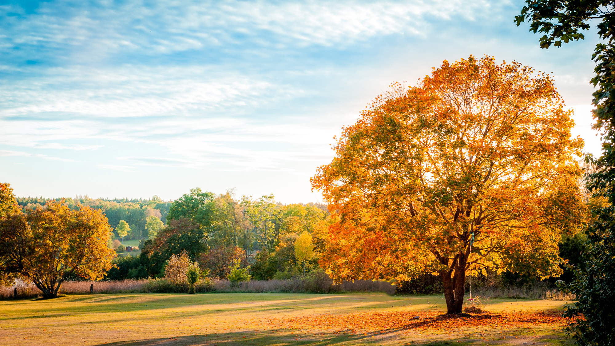 Golden Autumn Tree in Sunlit Landscape HD Wallpaper