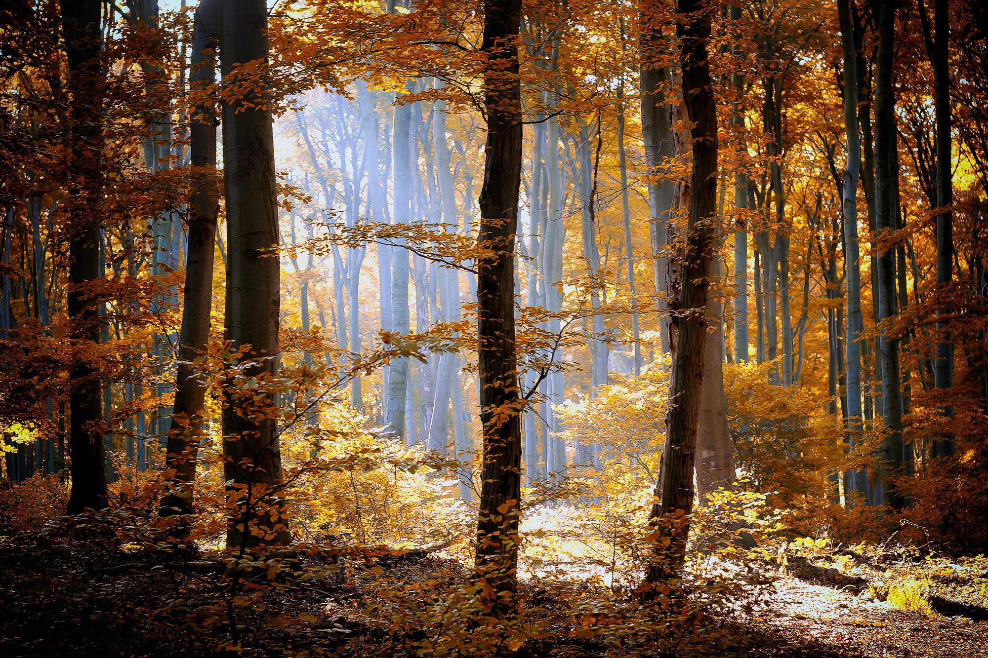 Sunlight filtering through autumn trees in a forest HD Wallpaper