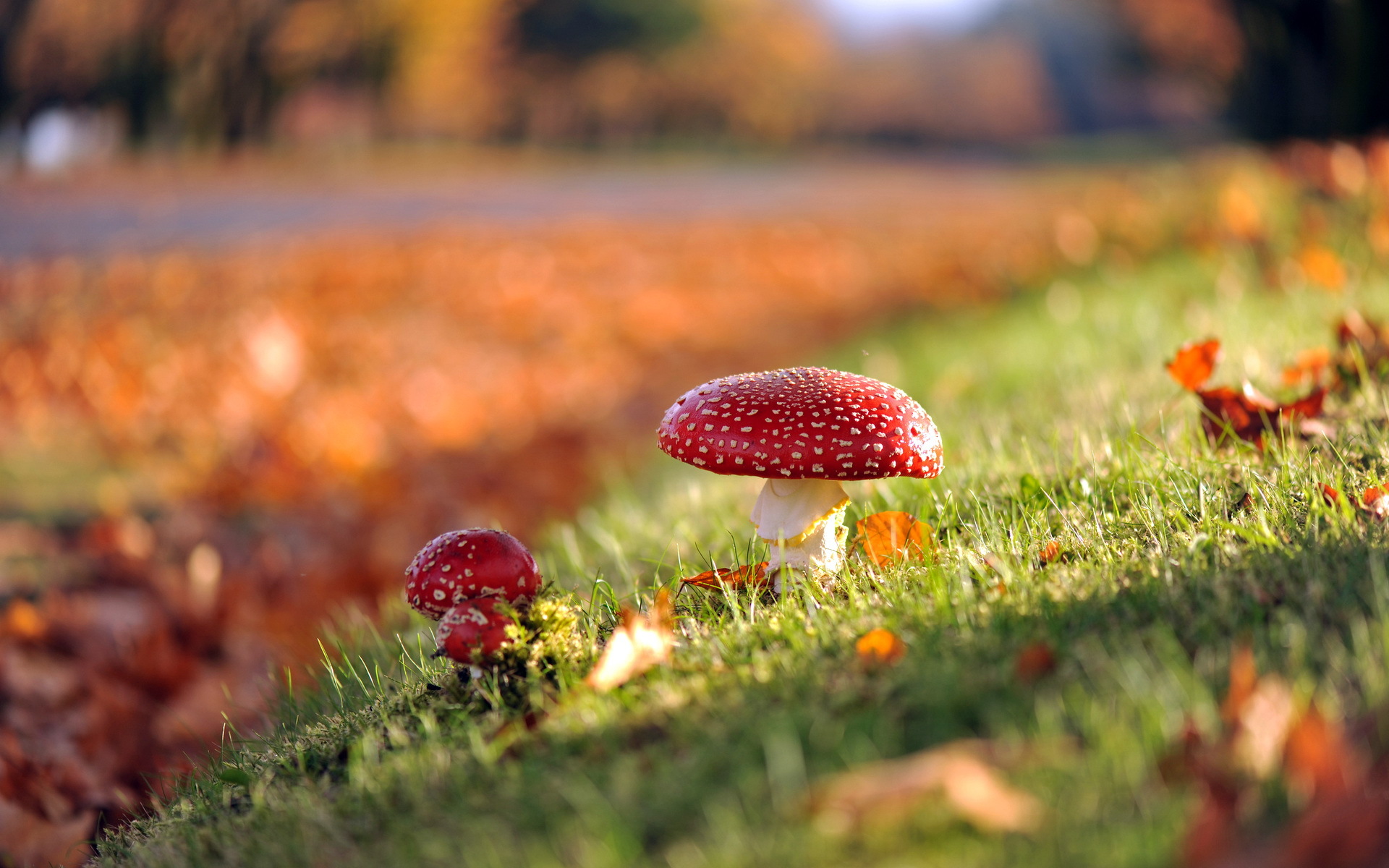 Two red and white mushrooms in autumn grass HD Wallpaper