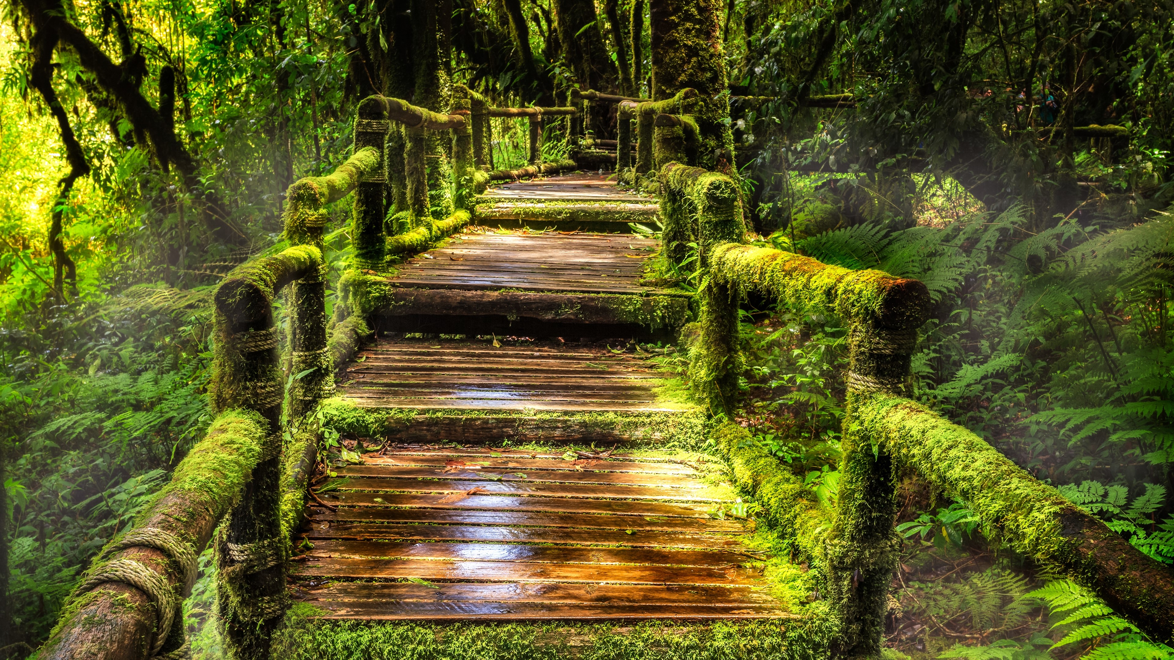Wooden bridge covered in moss in a rainforest HD Wallpaper