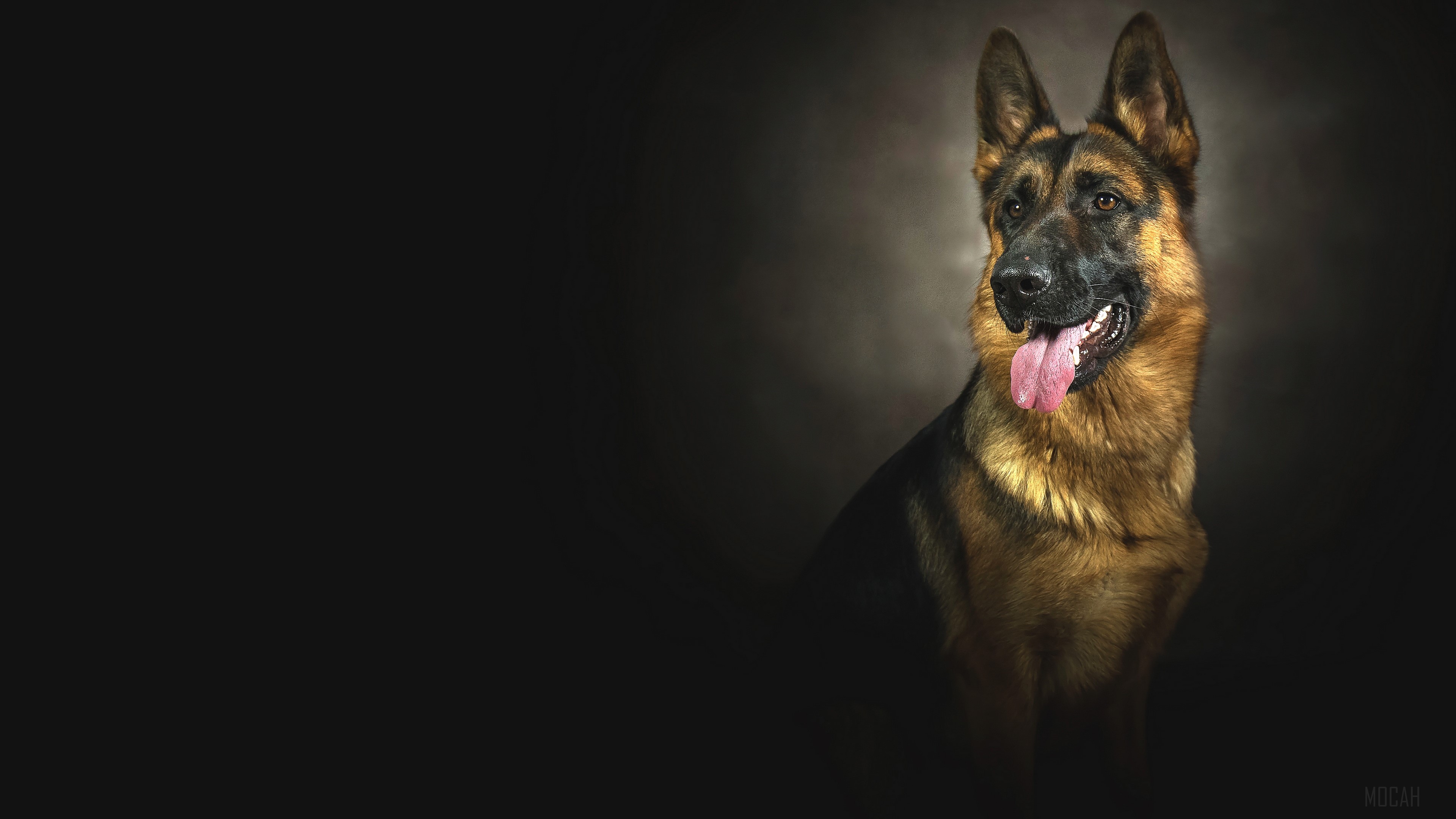 German Shepherd dog portrait 4K HD Wallpaper