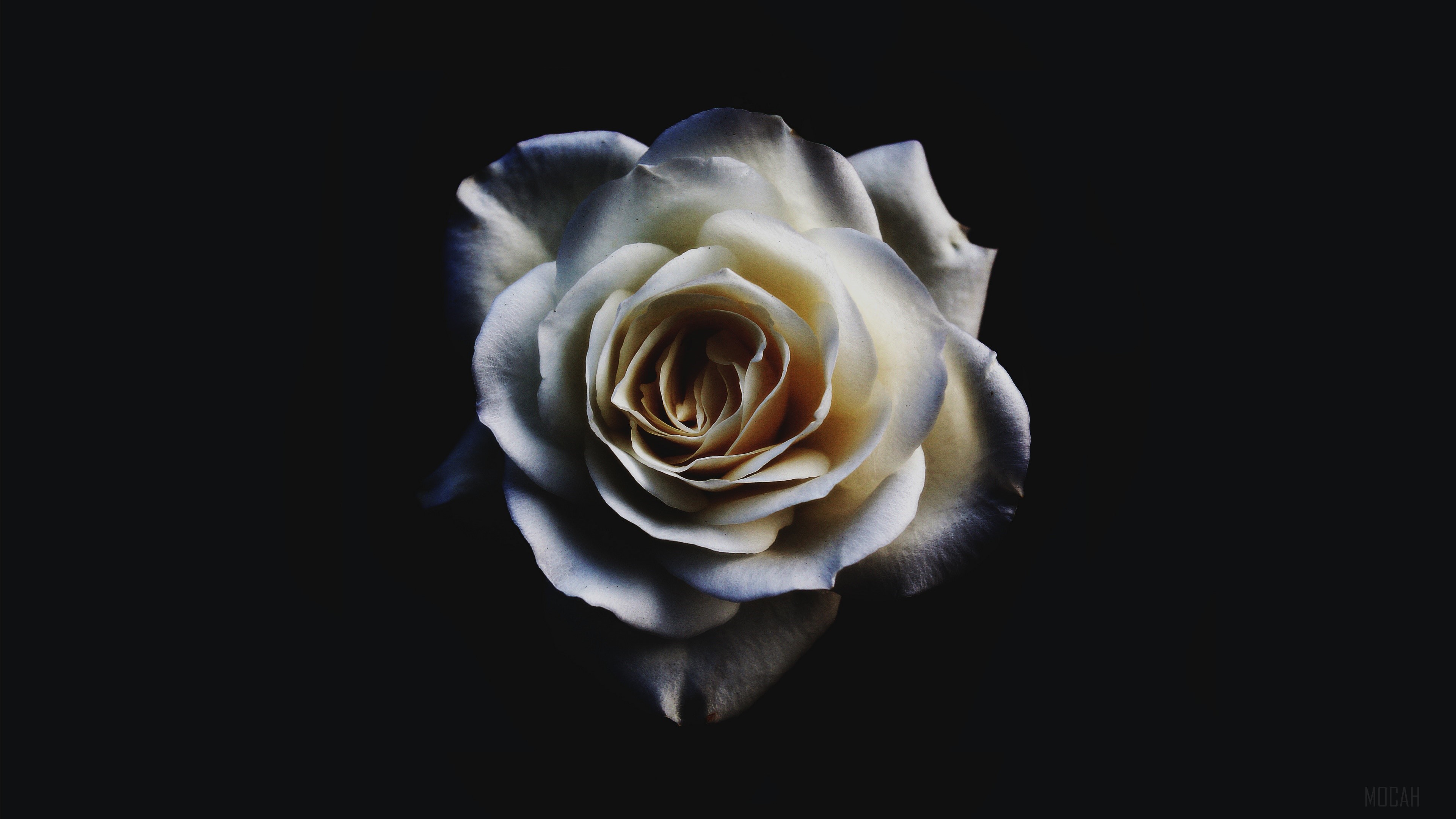 White Rose 4K HD Wallpaper