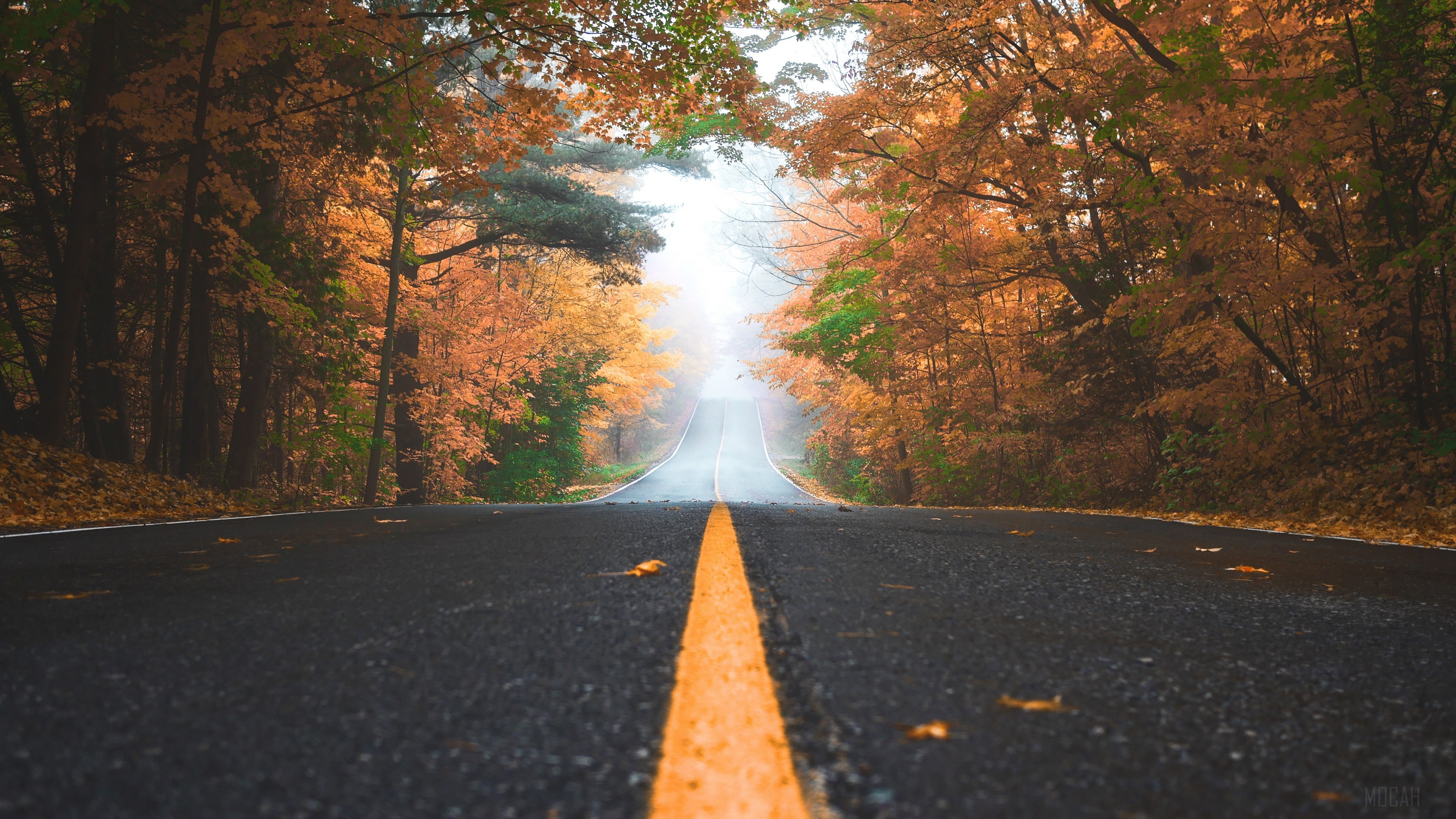 Road through an autumn forest with fall foliage HD Wallpaper