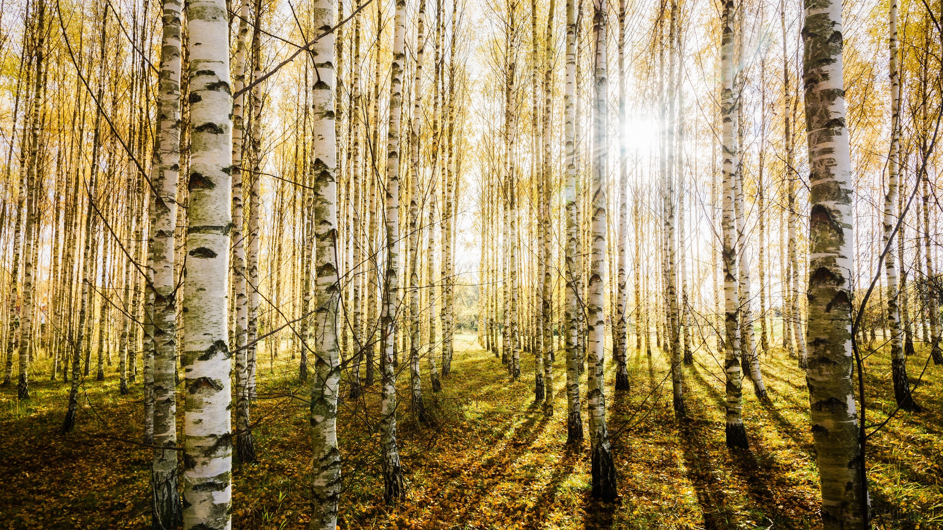 Birch forest with sunbeams in 4K HD Wallpaper