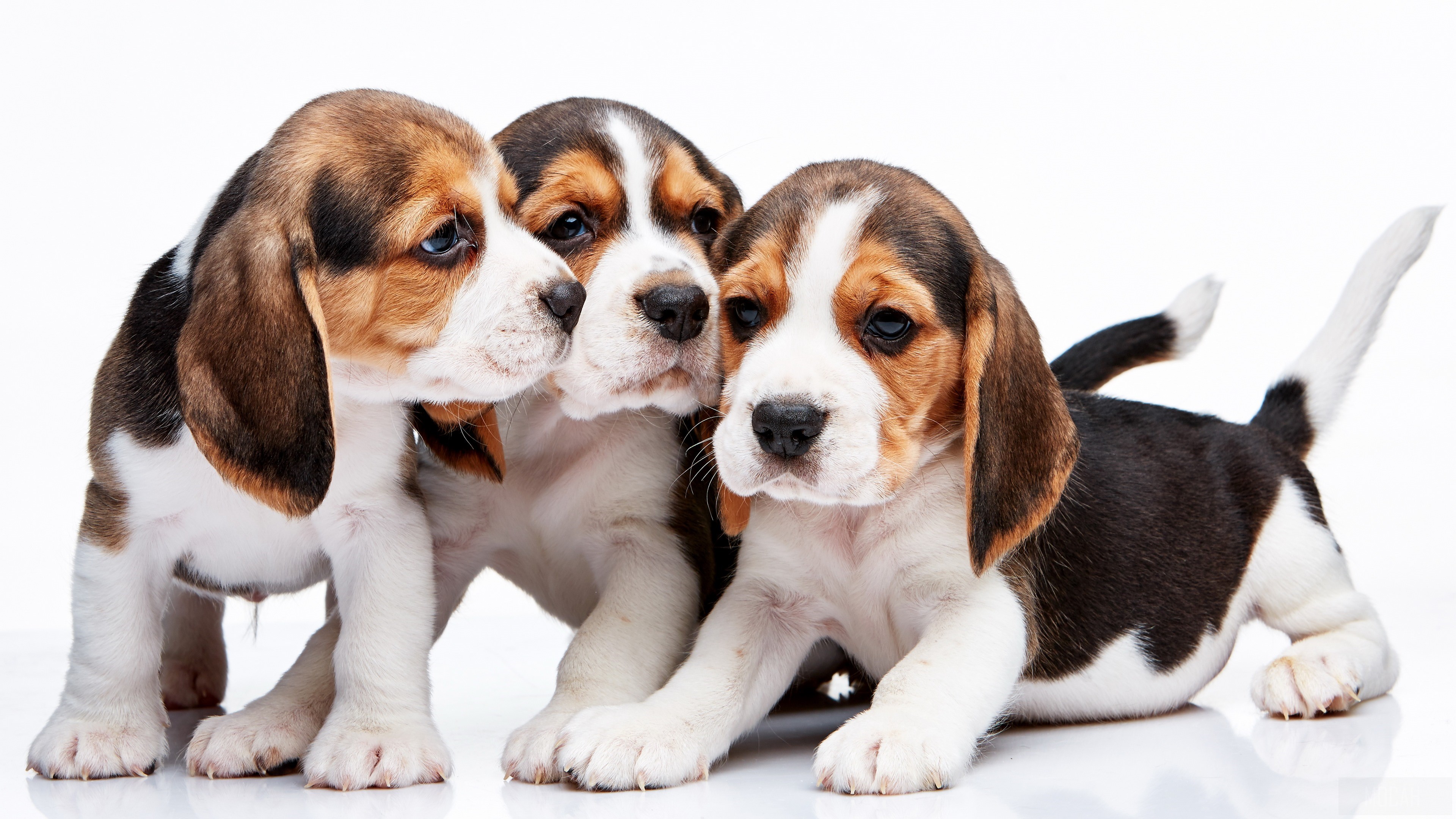 Three Beagle Puppies HD Wallpaper