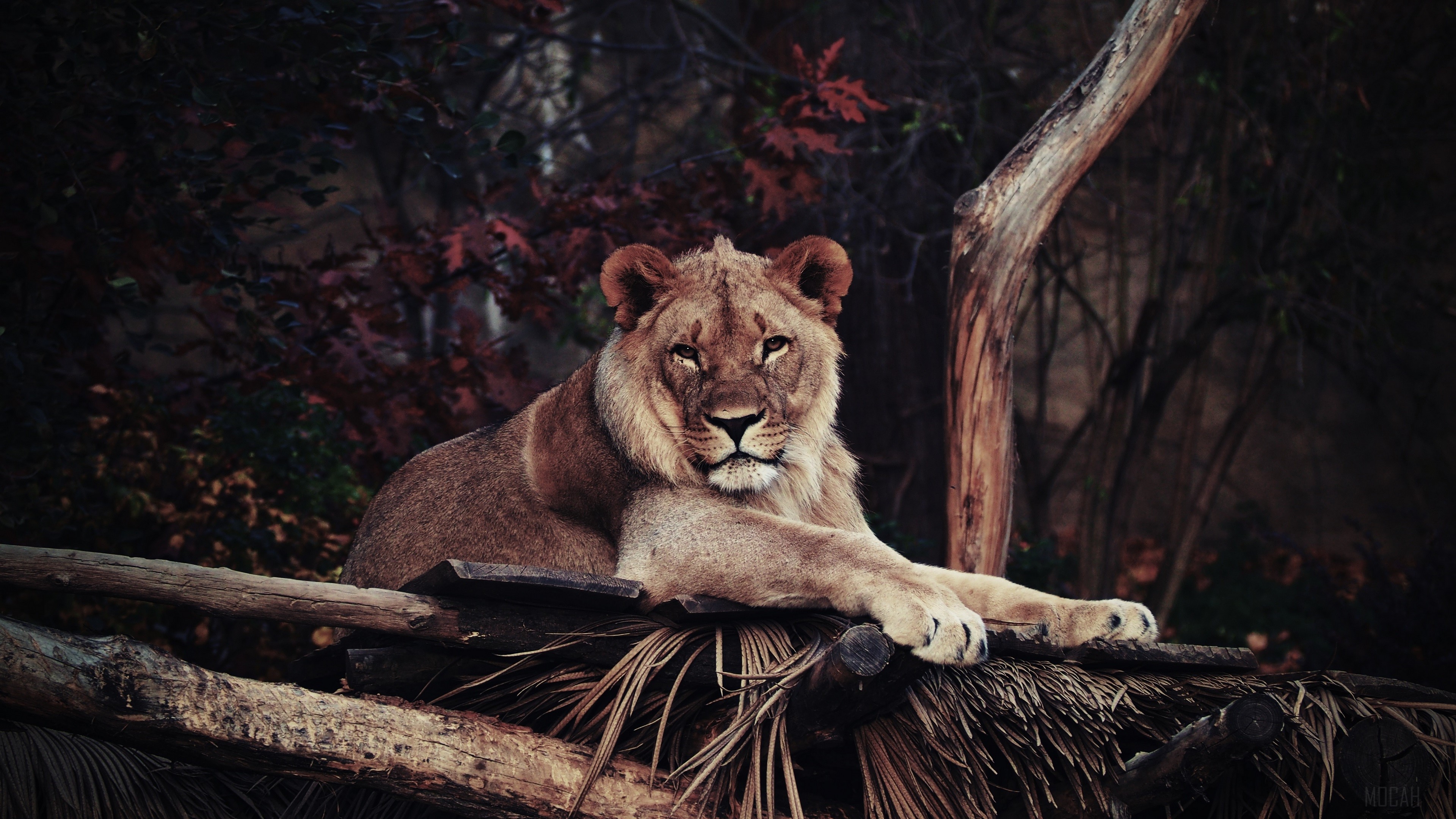 Lion resting on wooden platform in zoo 4K HD Wallpaper