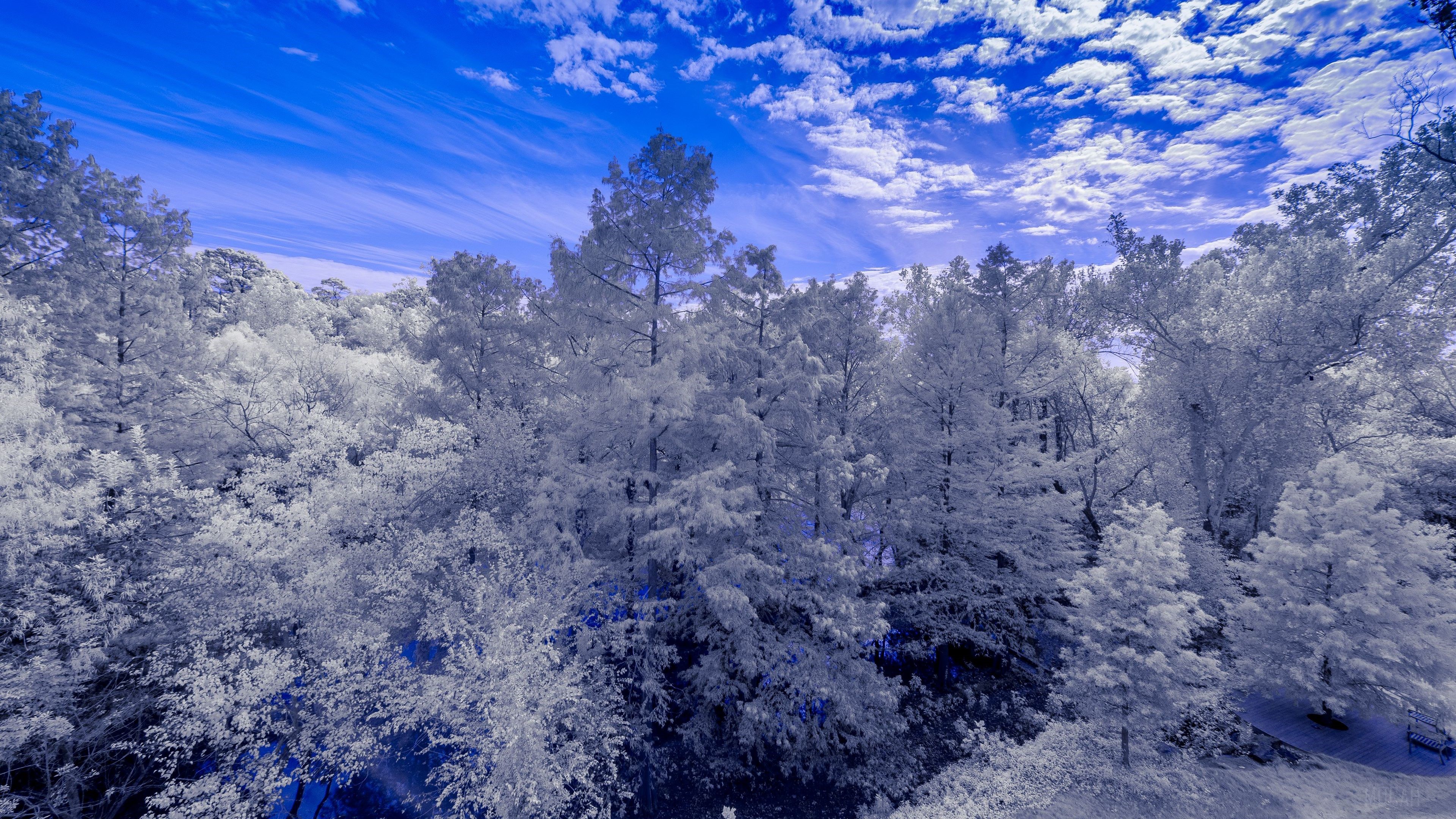 Forest landscape with blue sky and clouds HD Wallpaper