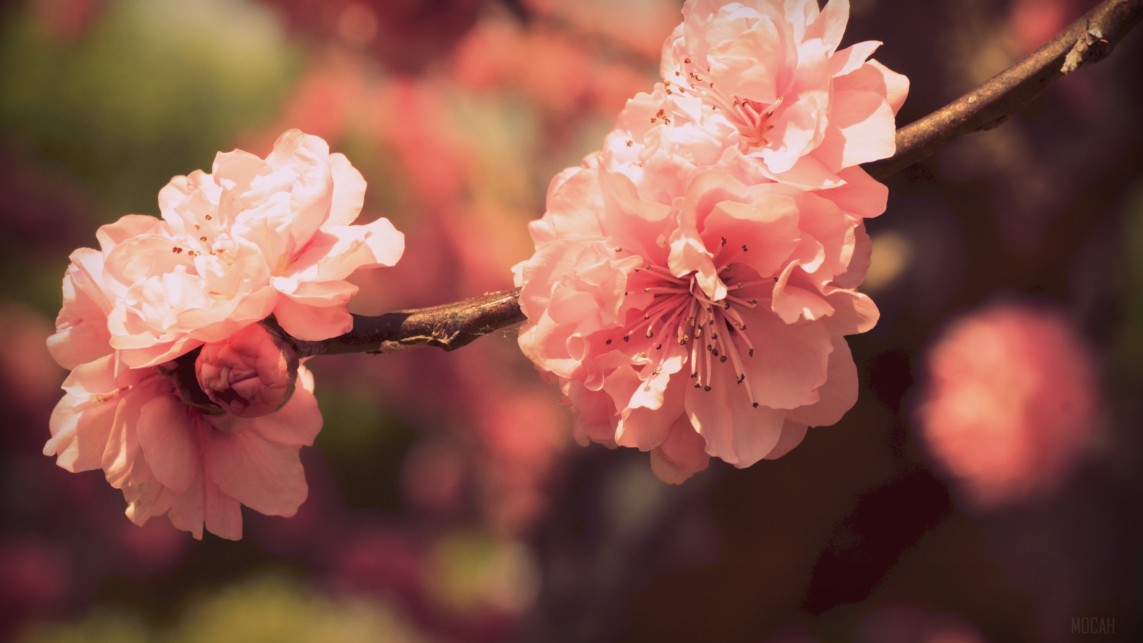 Pink Cherry Blossoms on a Branch HD Wallpaper