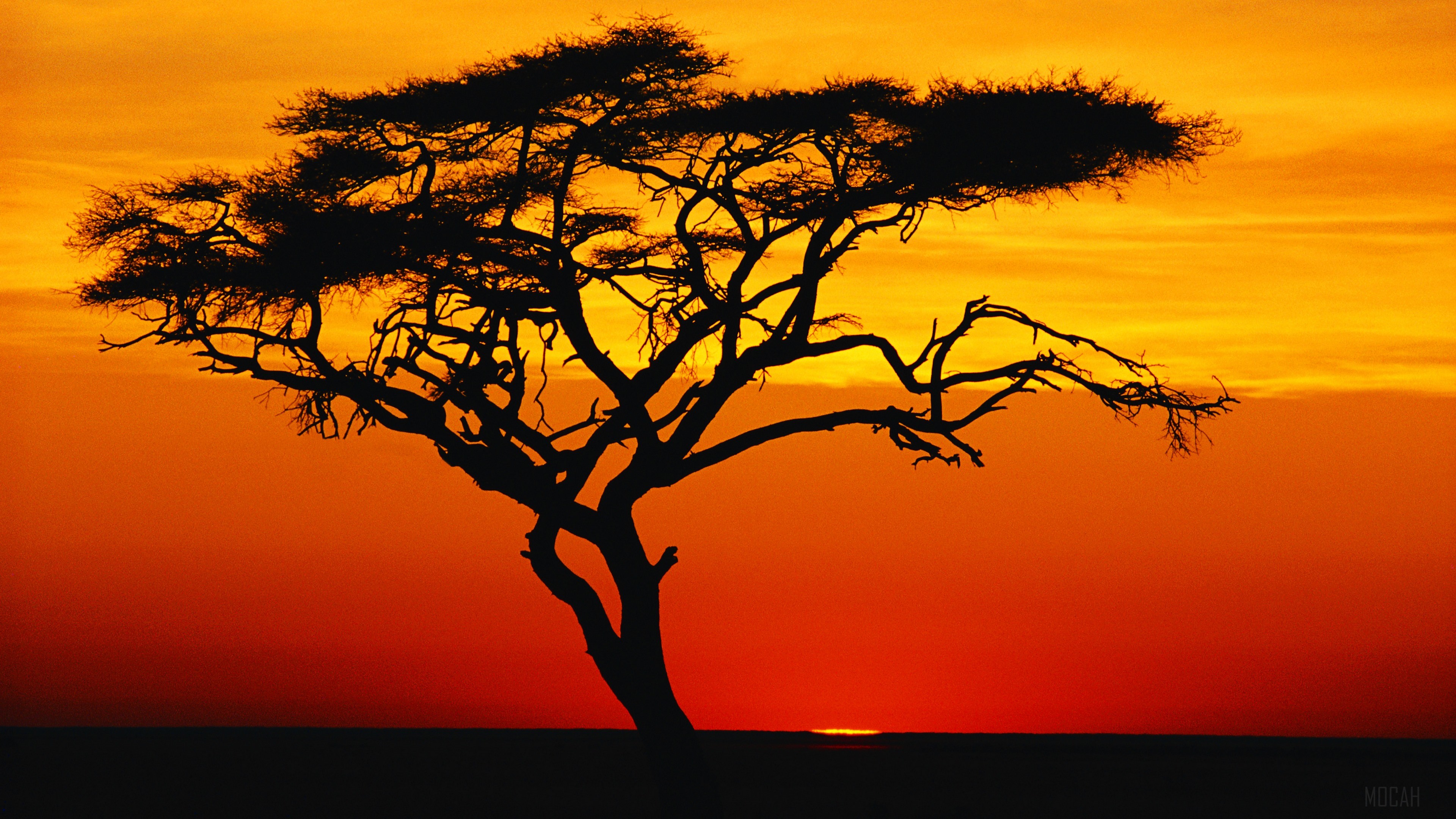 Silhouette of an Acacia tree at sunset HD Wallpaper