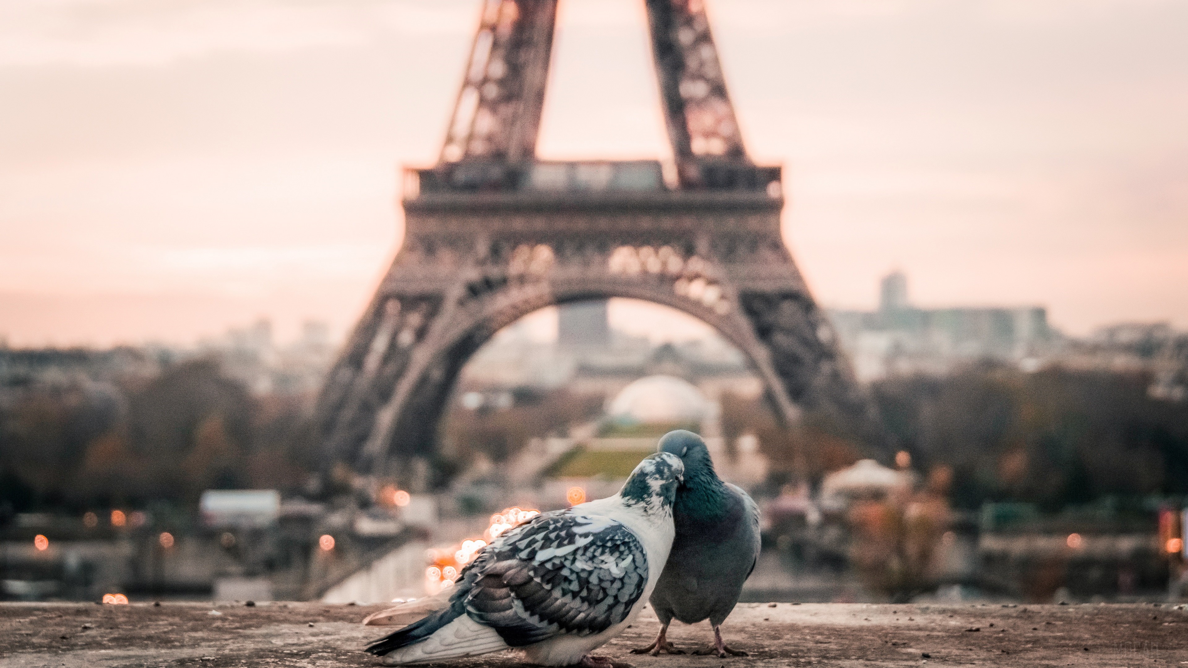 Couple of Pigeons in front of Eiffel Tower, Paris 4K HD Wallpaper