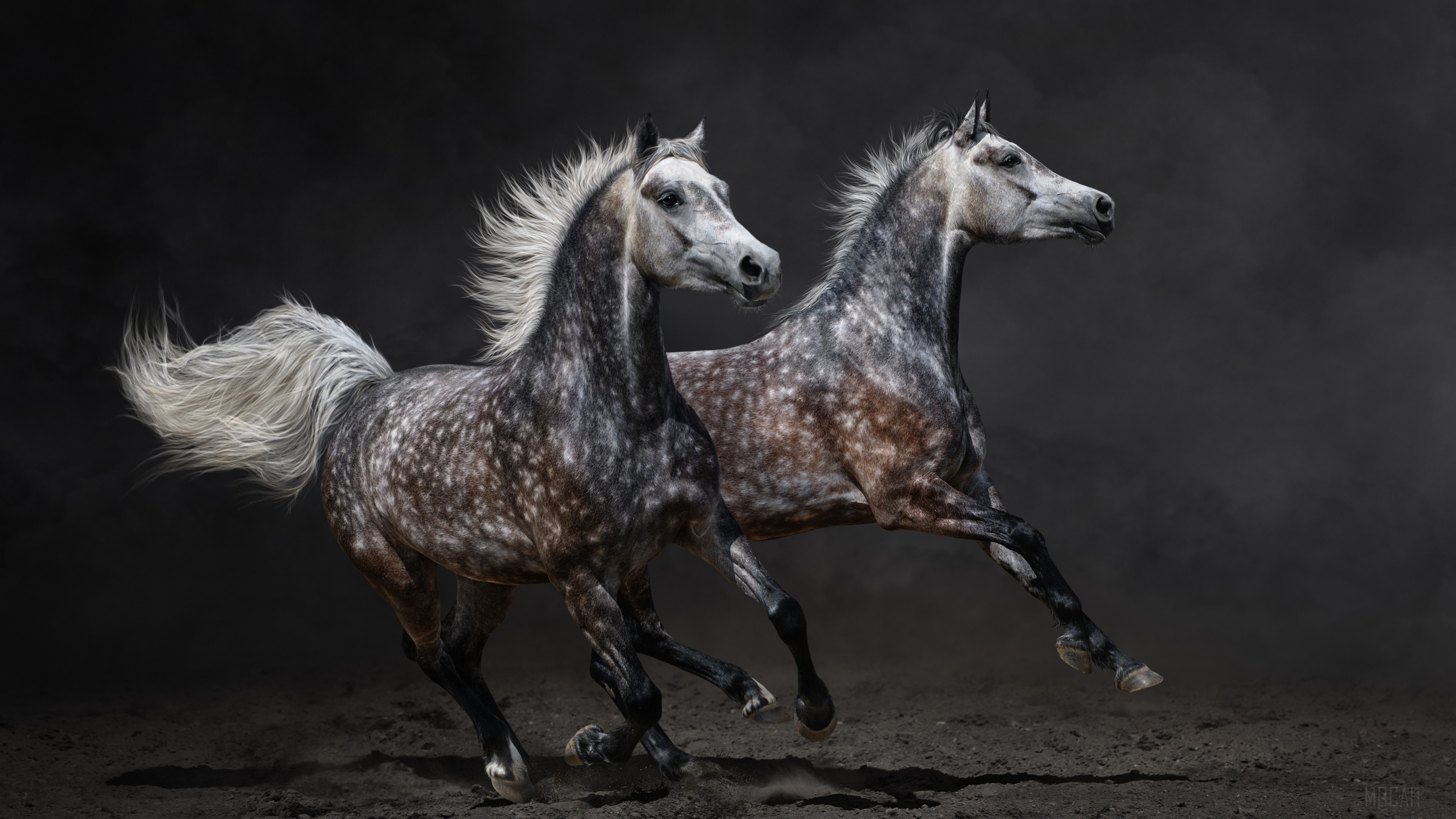 Two dappled grey Arabian horses running HD Wallpaper