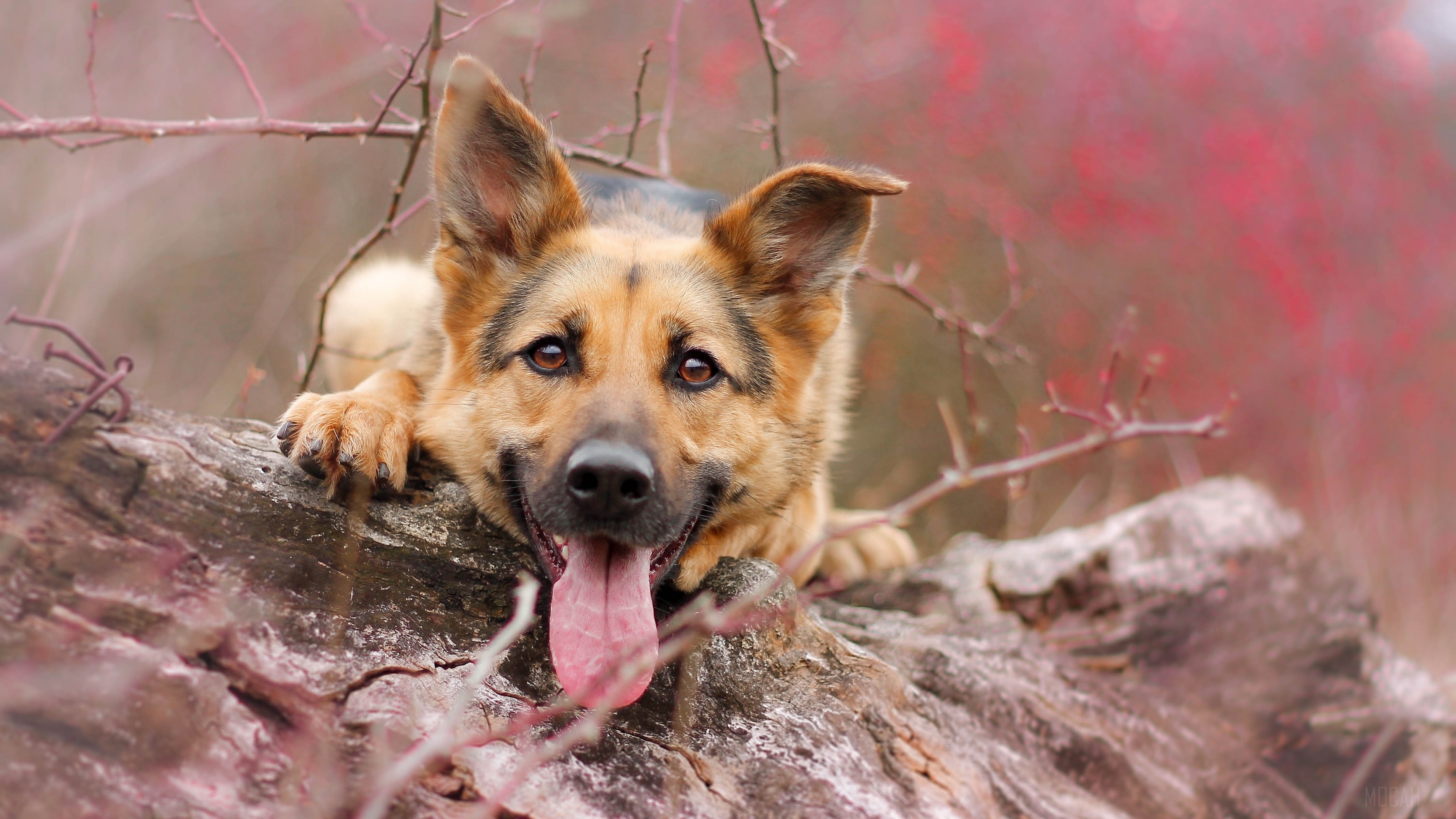Cute German Shepherd Dog with Tongue Out HD Wallpaper