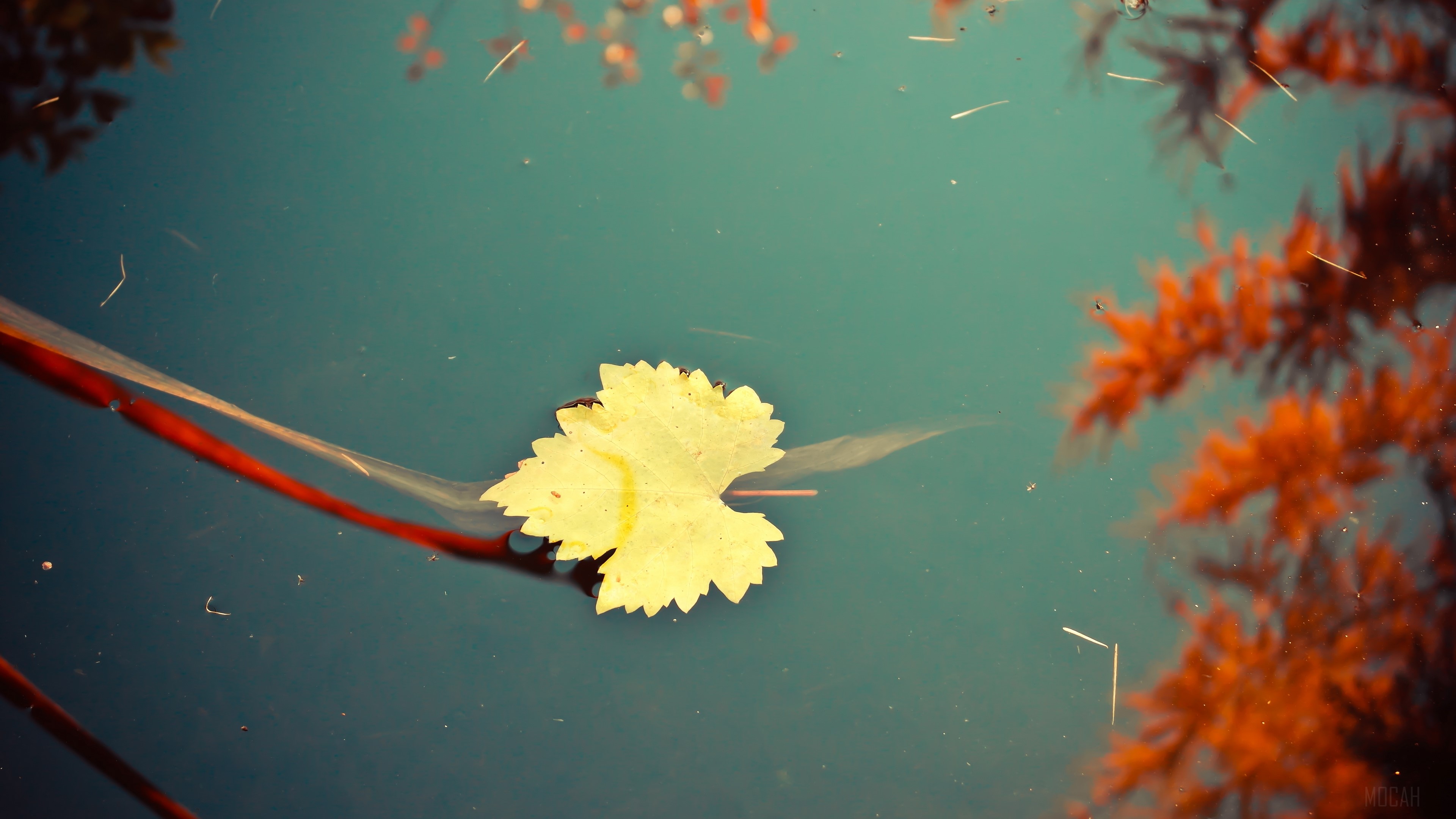 Yellow leaf floating on water with reflections HD Wallpaper