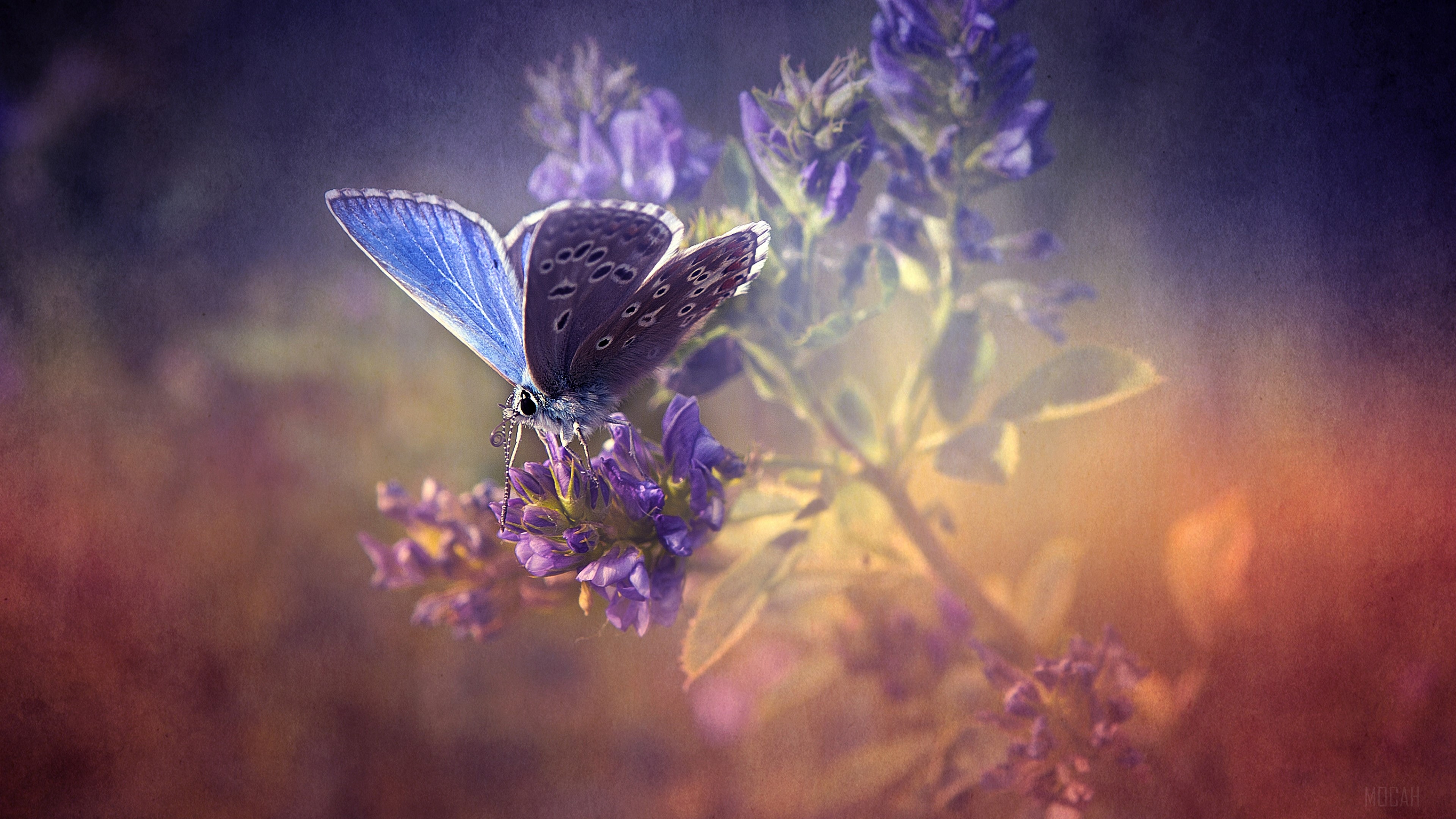 Blue butterfly on purple flowers 4K HD Wallpaper