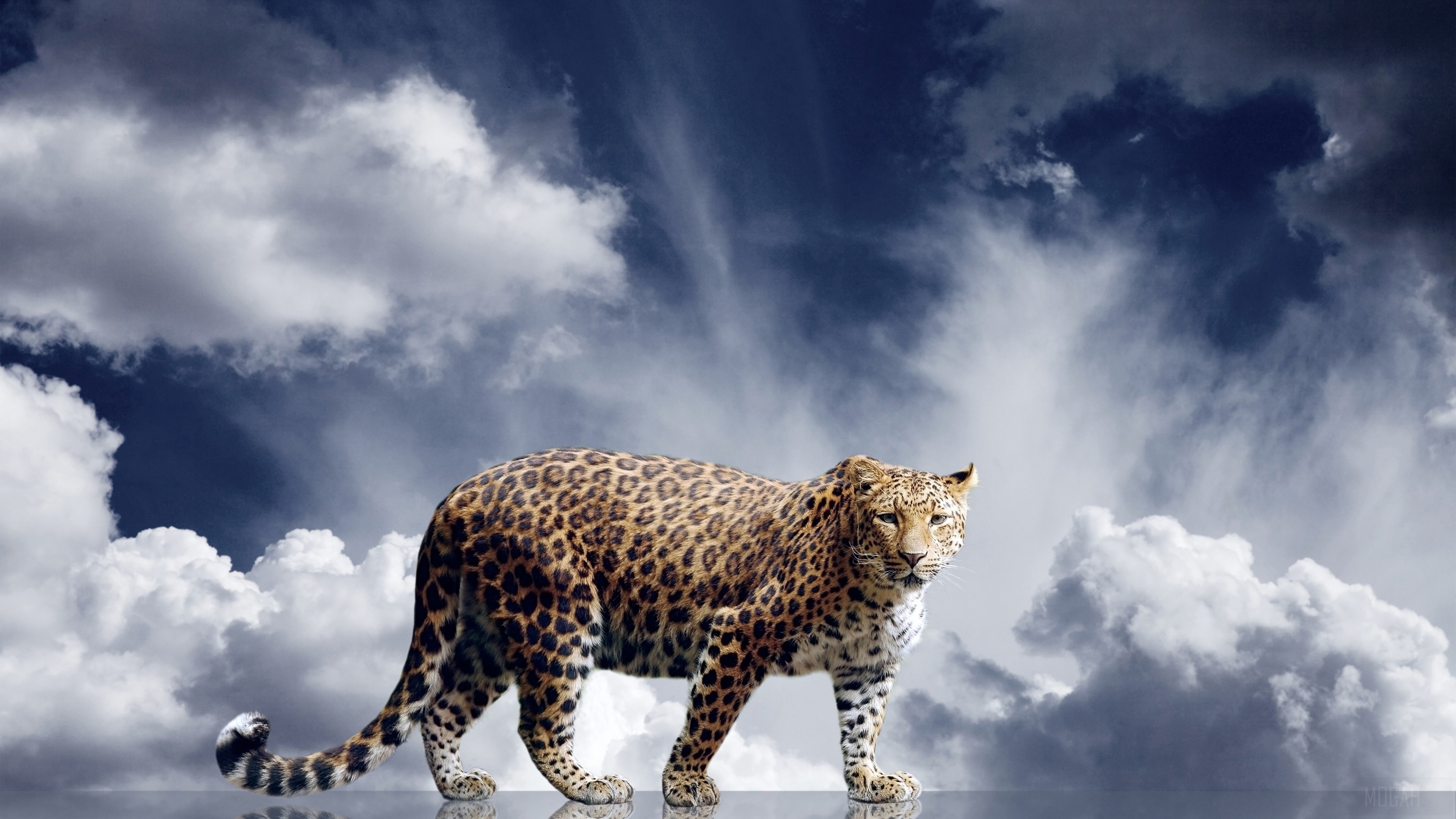 Leopard walking on reflective surface under cloudy sky HD Wallpaper