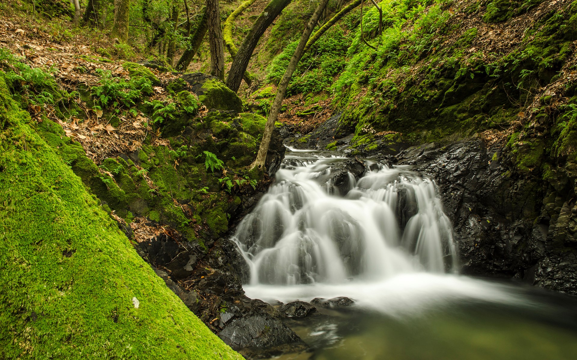 Mossy forest stream with a small waterfall HD Wallpaper