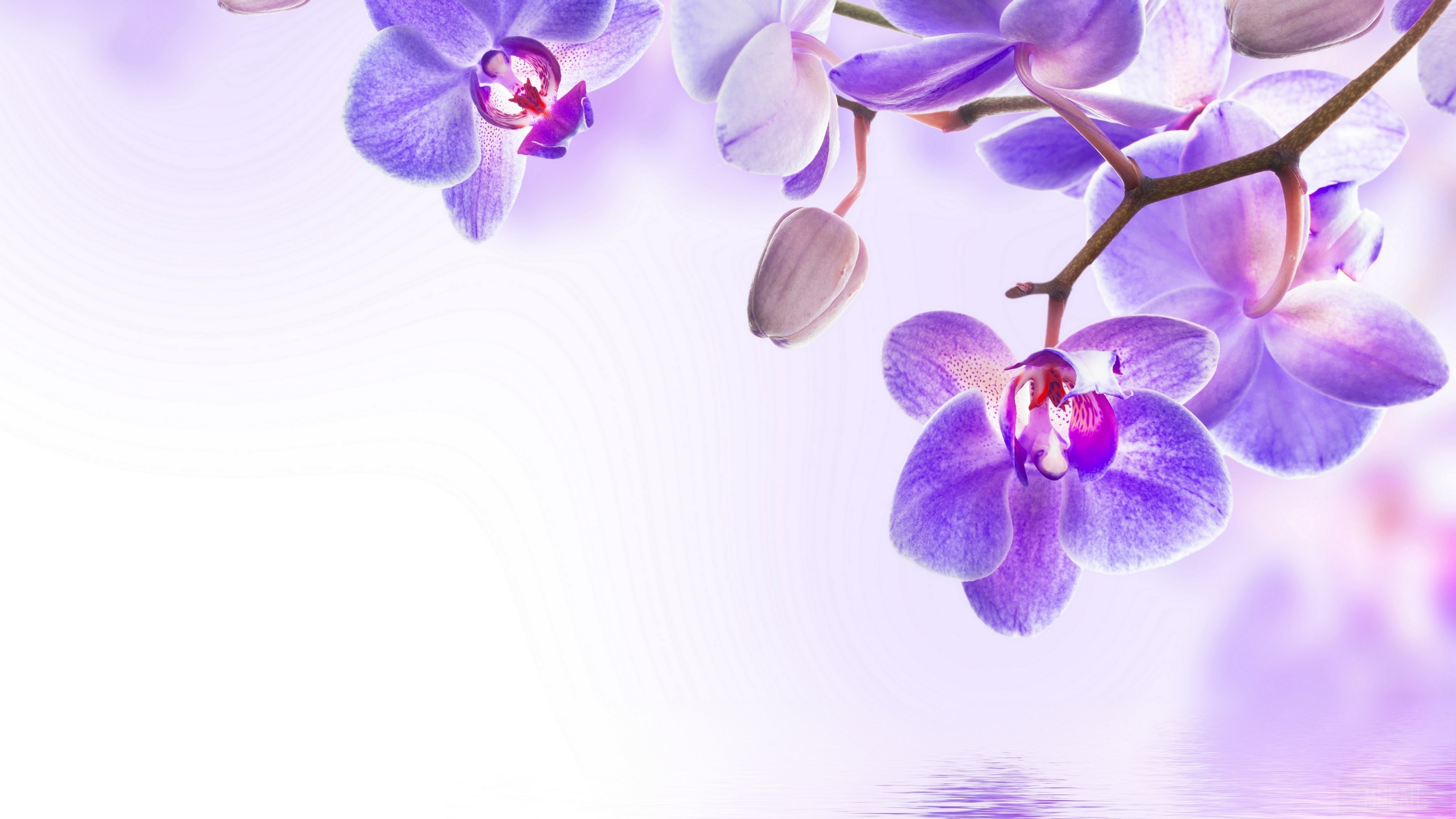 Purple orchids with reflection 4K HD Wallpaper