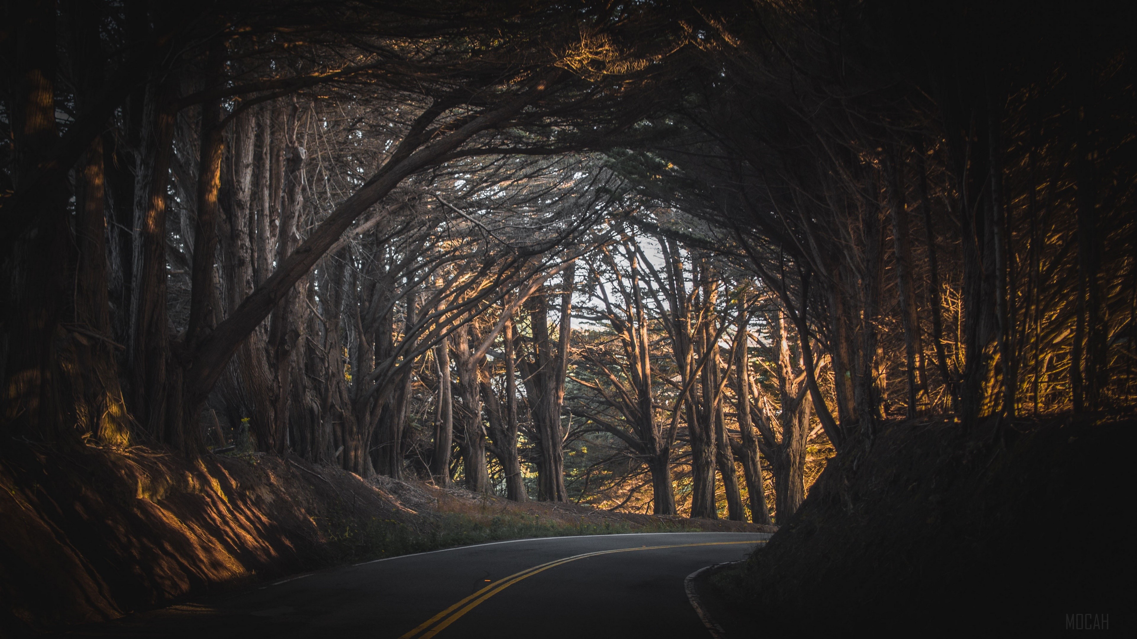 Serene Forest Road in Soft Sunset Light HD Wallpaper