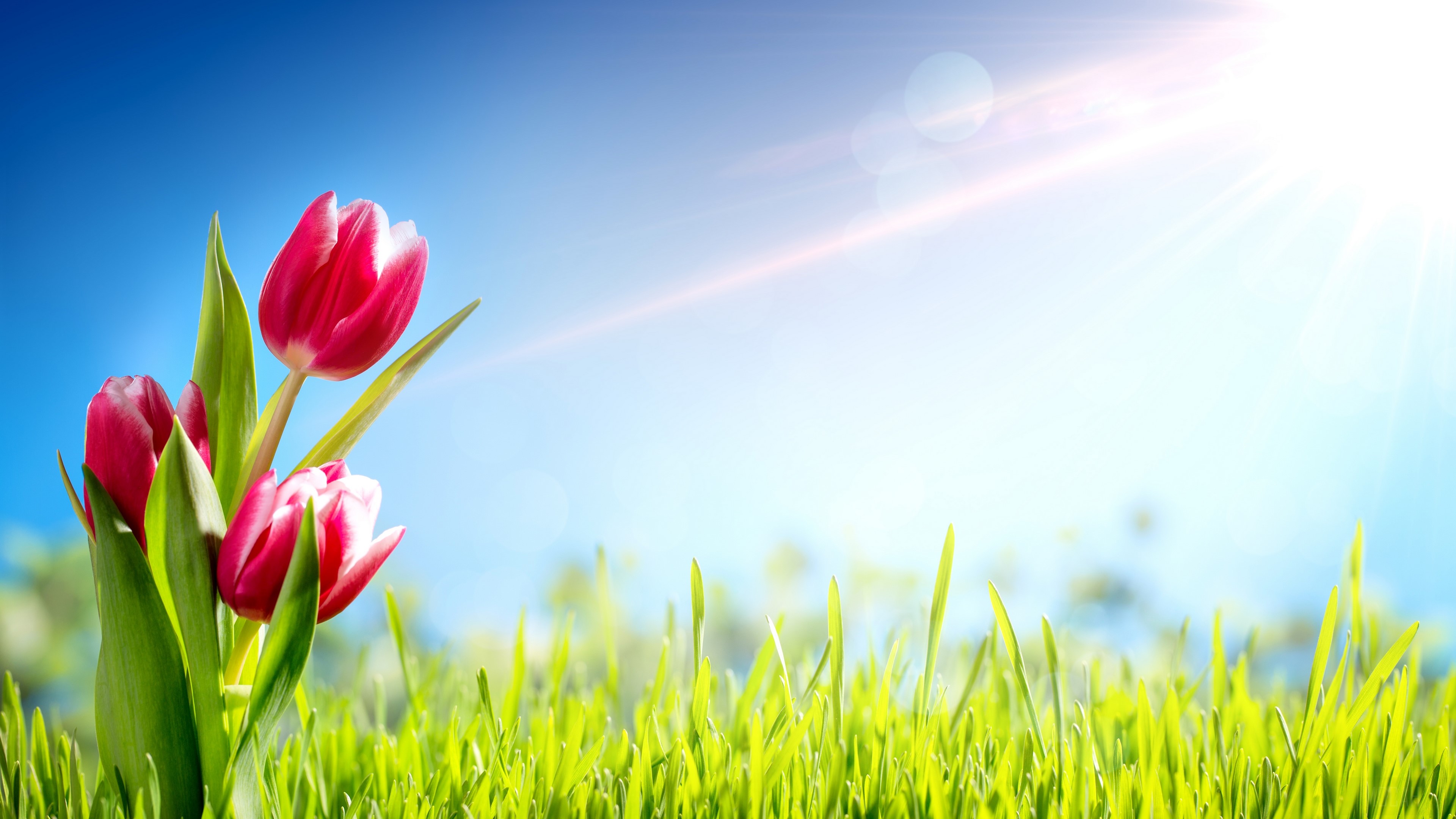 Pink Tulips in Green Grass with Sunbeams 4K HD Wallpaper