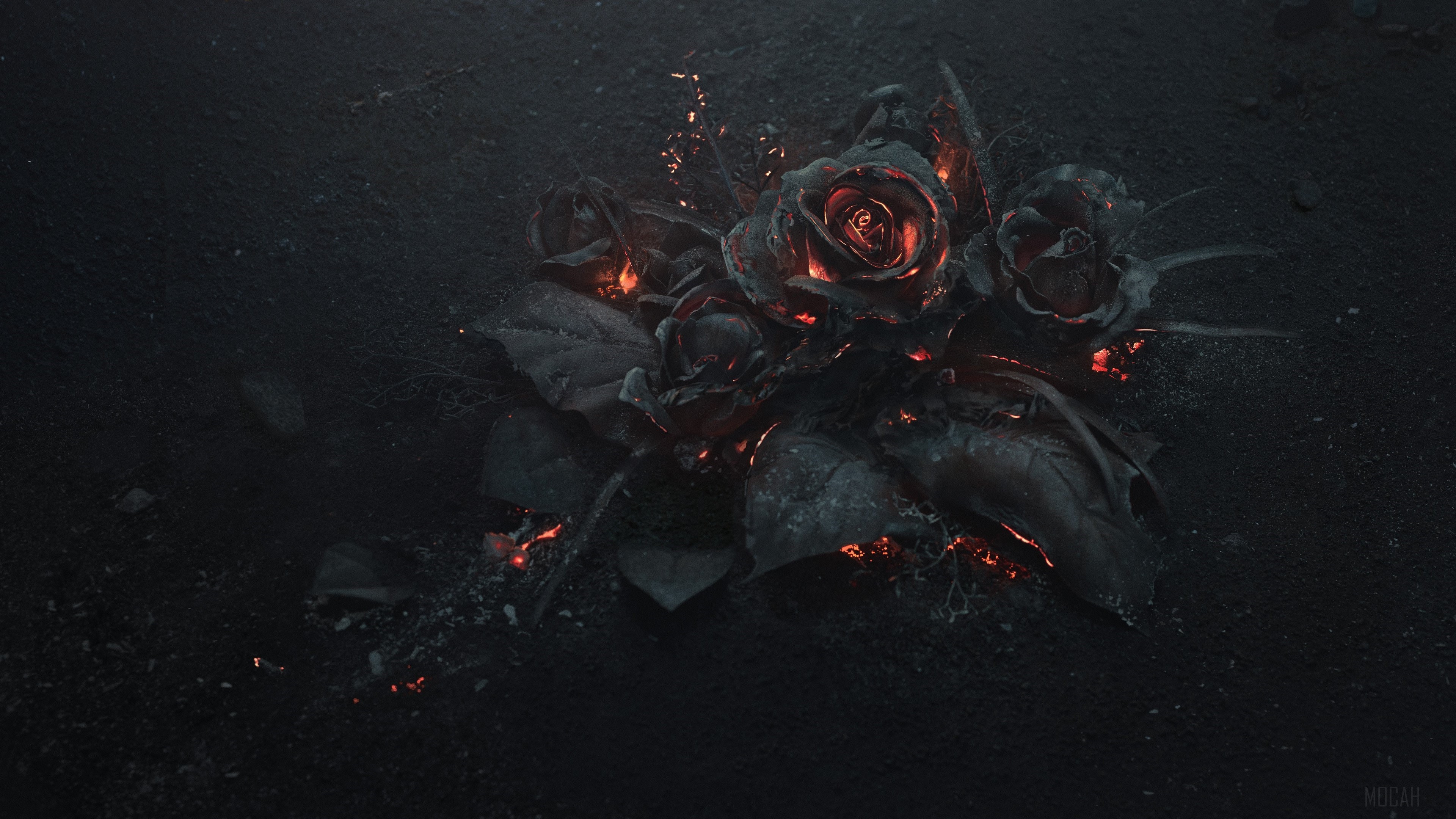 Burning roses on dark ground 4K HD Wallpaper