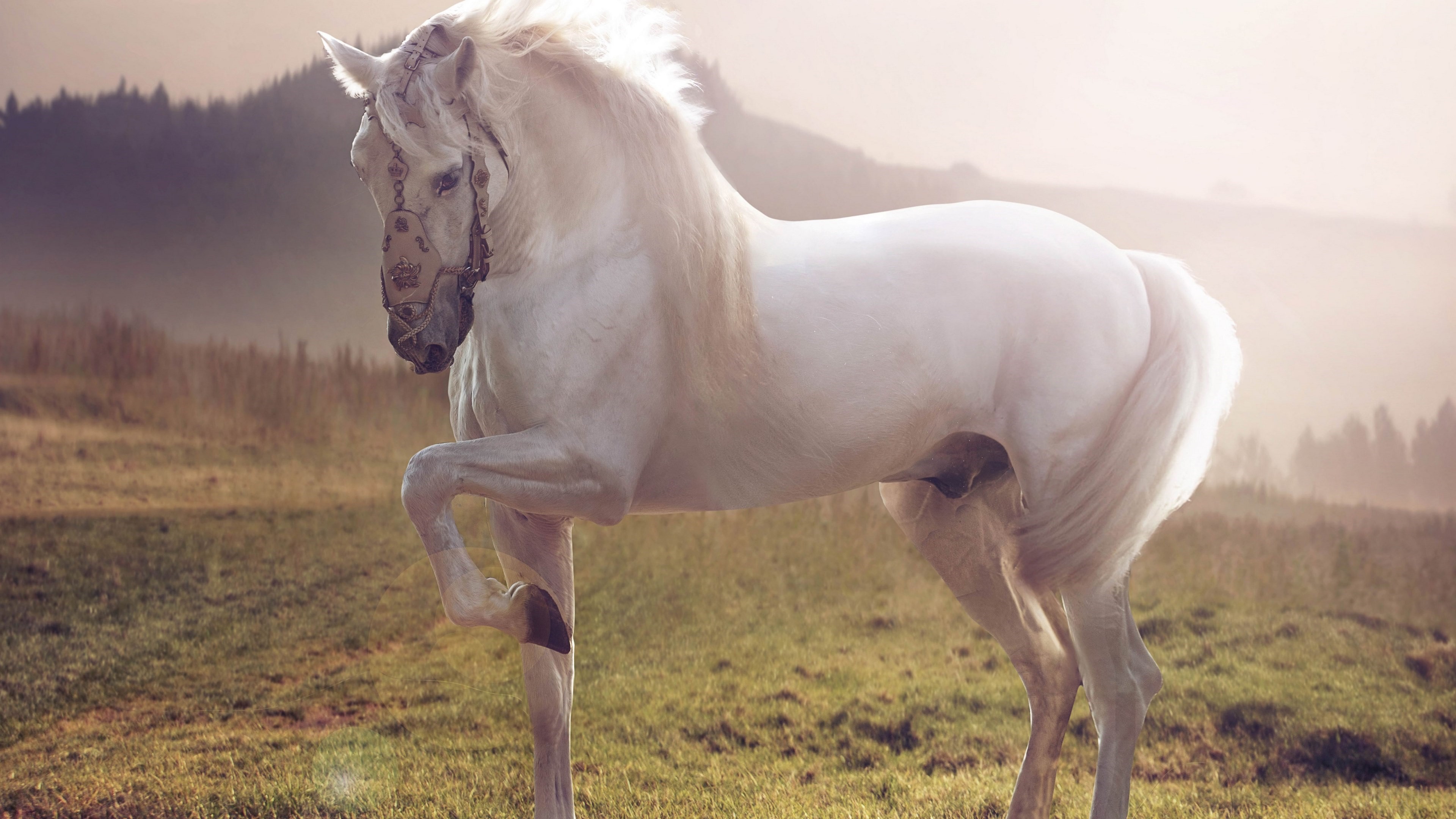 White horse with ornate bridle in a field HD Wallpaper