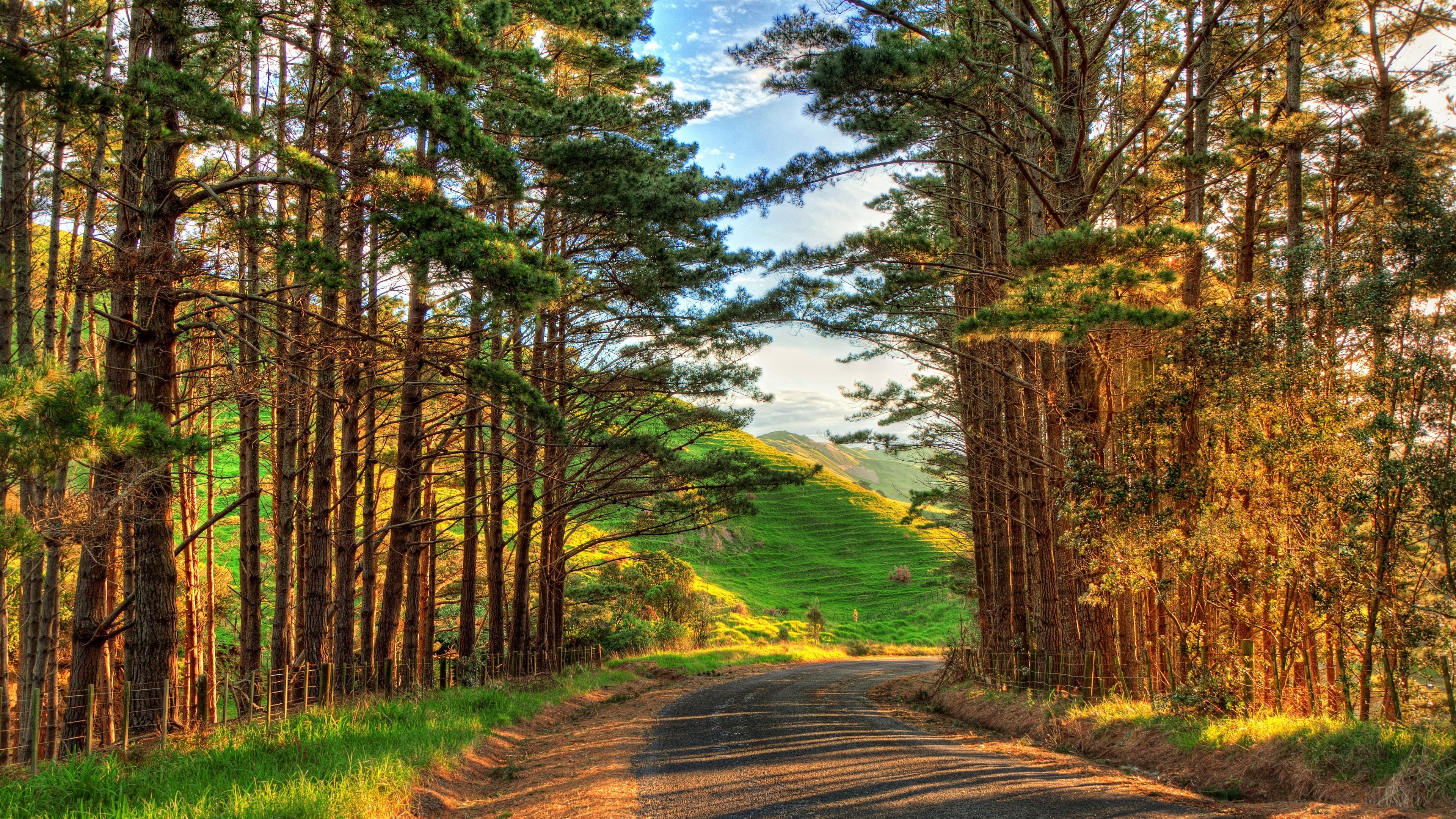Road through a pine forest to a green hill HD Wallpaper