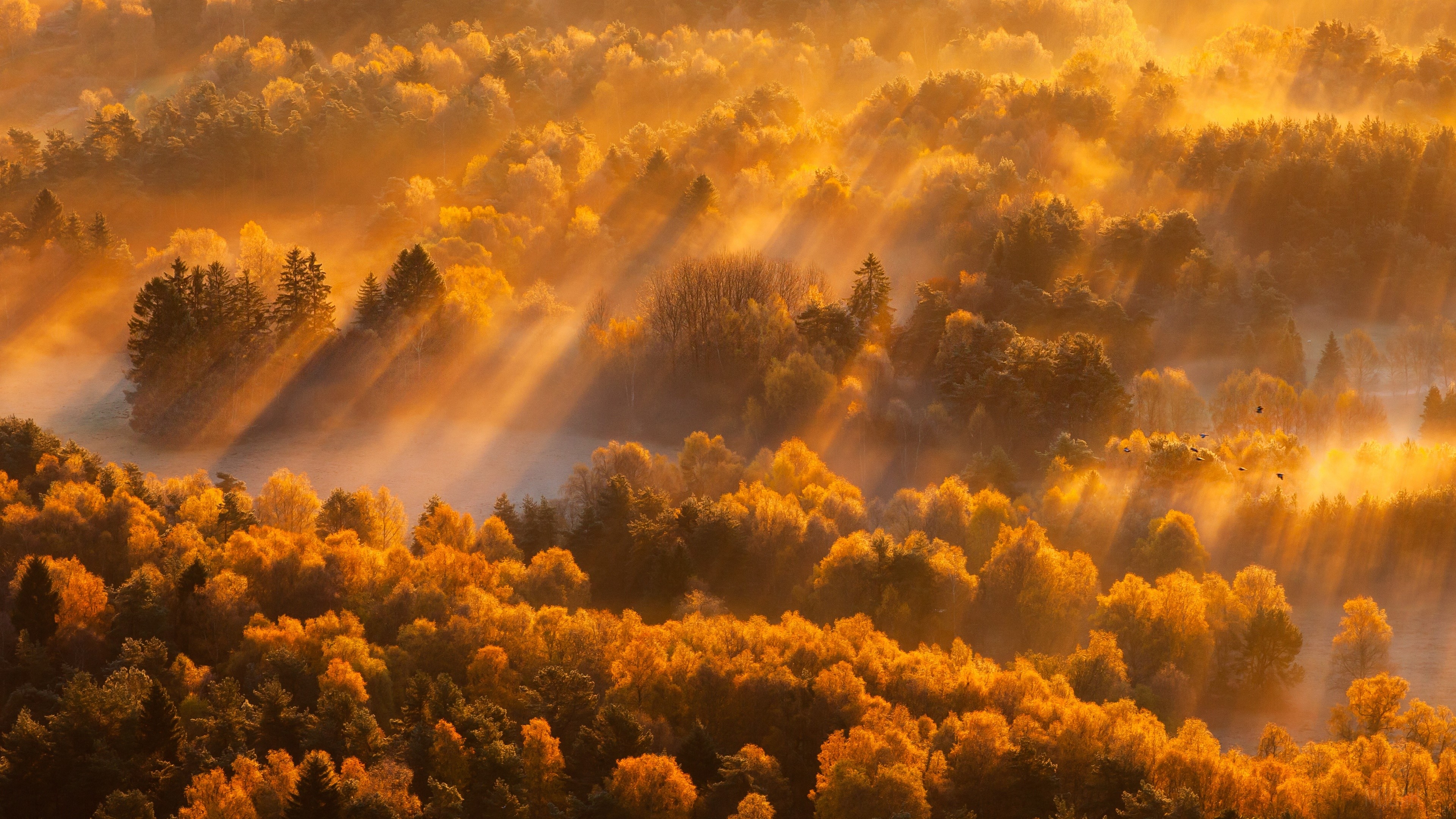 Autumn forest with fog and sunbeams 4K HD Wallpaper