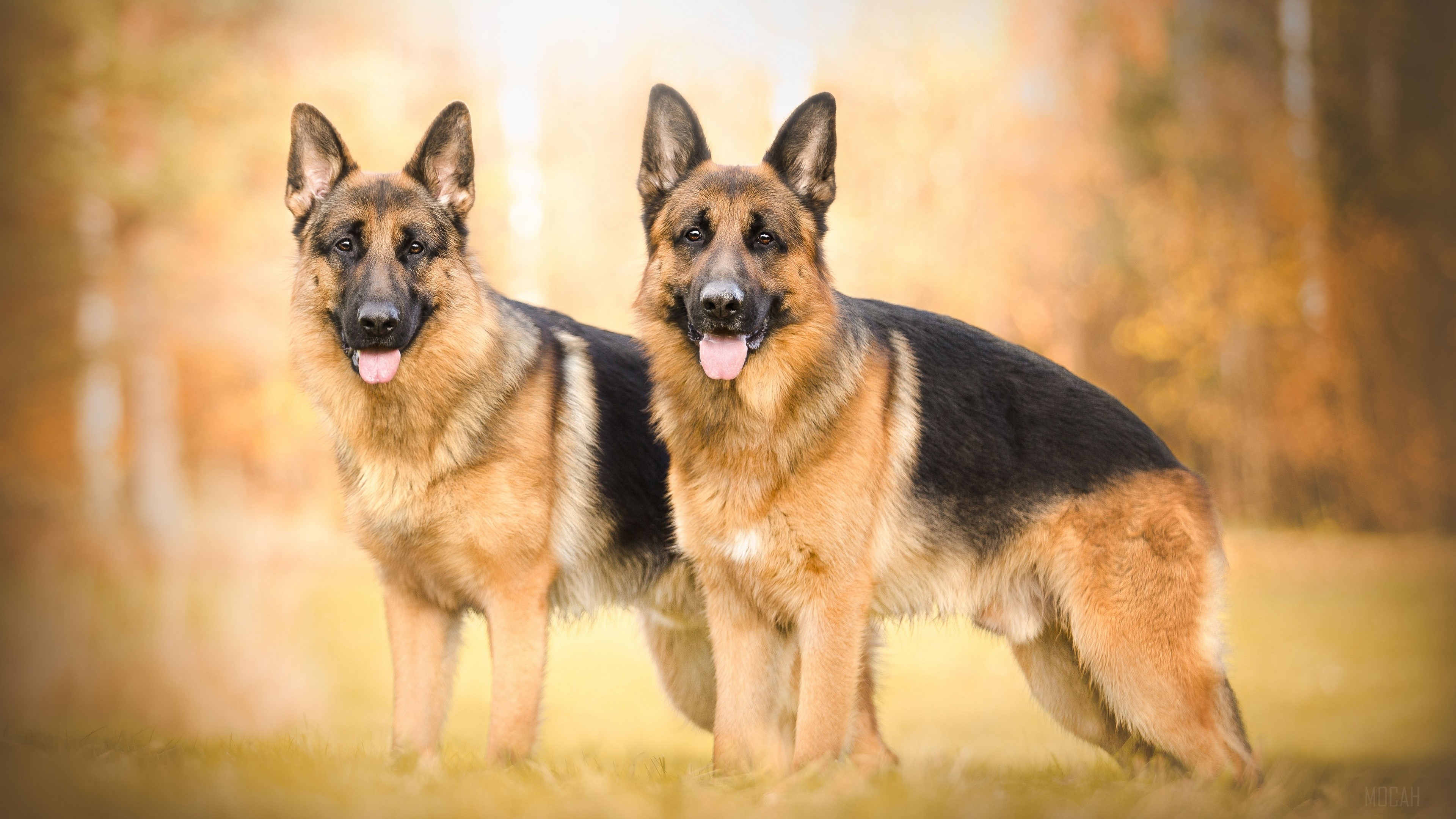 Two German Shepherds in a Field HD Wallpaper